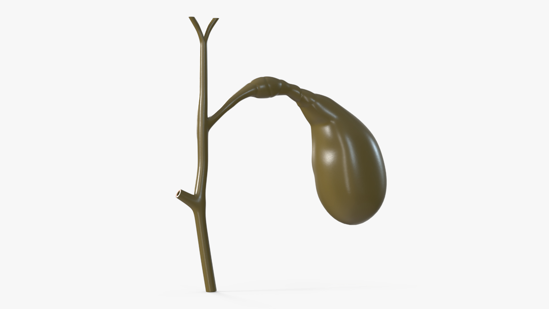 Gall Bladder Cut Plastic 3D model