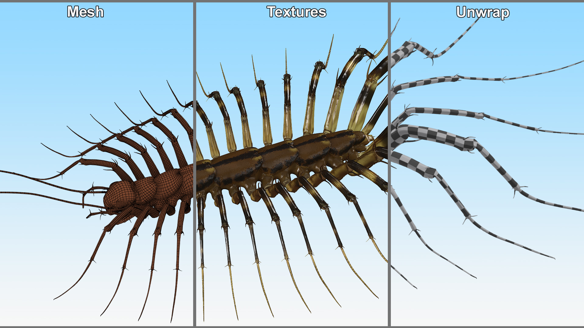 House Centipede Fur 3D model