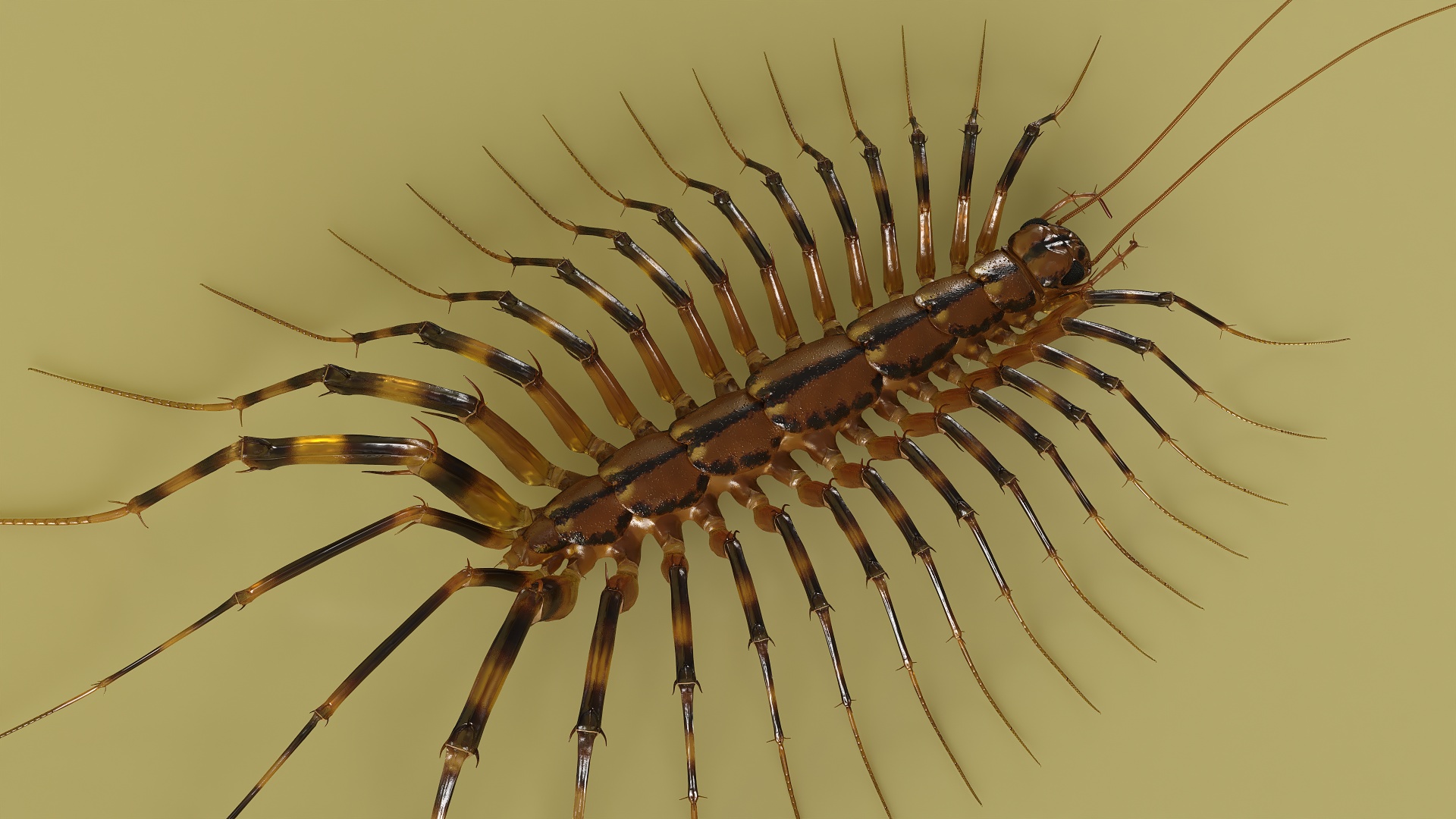 House Centipede Fur 3D model