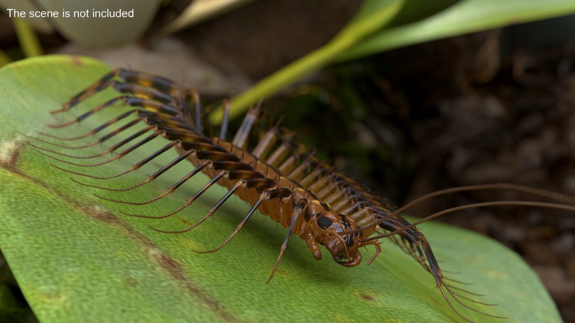 House Centipede Fur 3D model