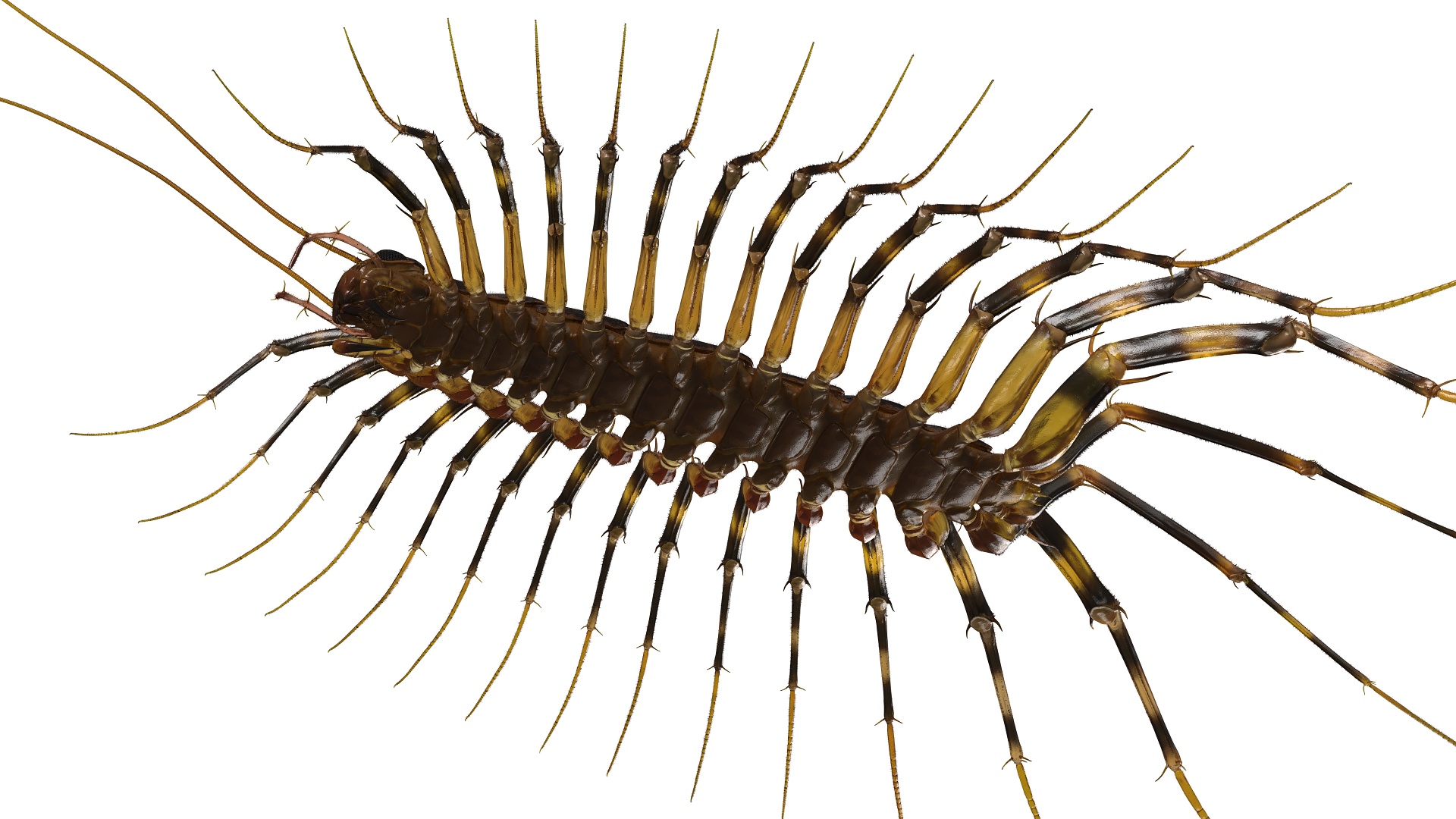 House Centipede Fur 3D model