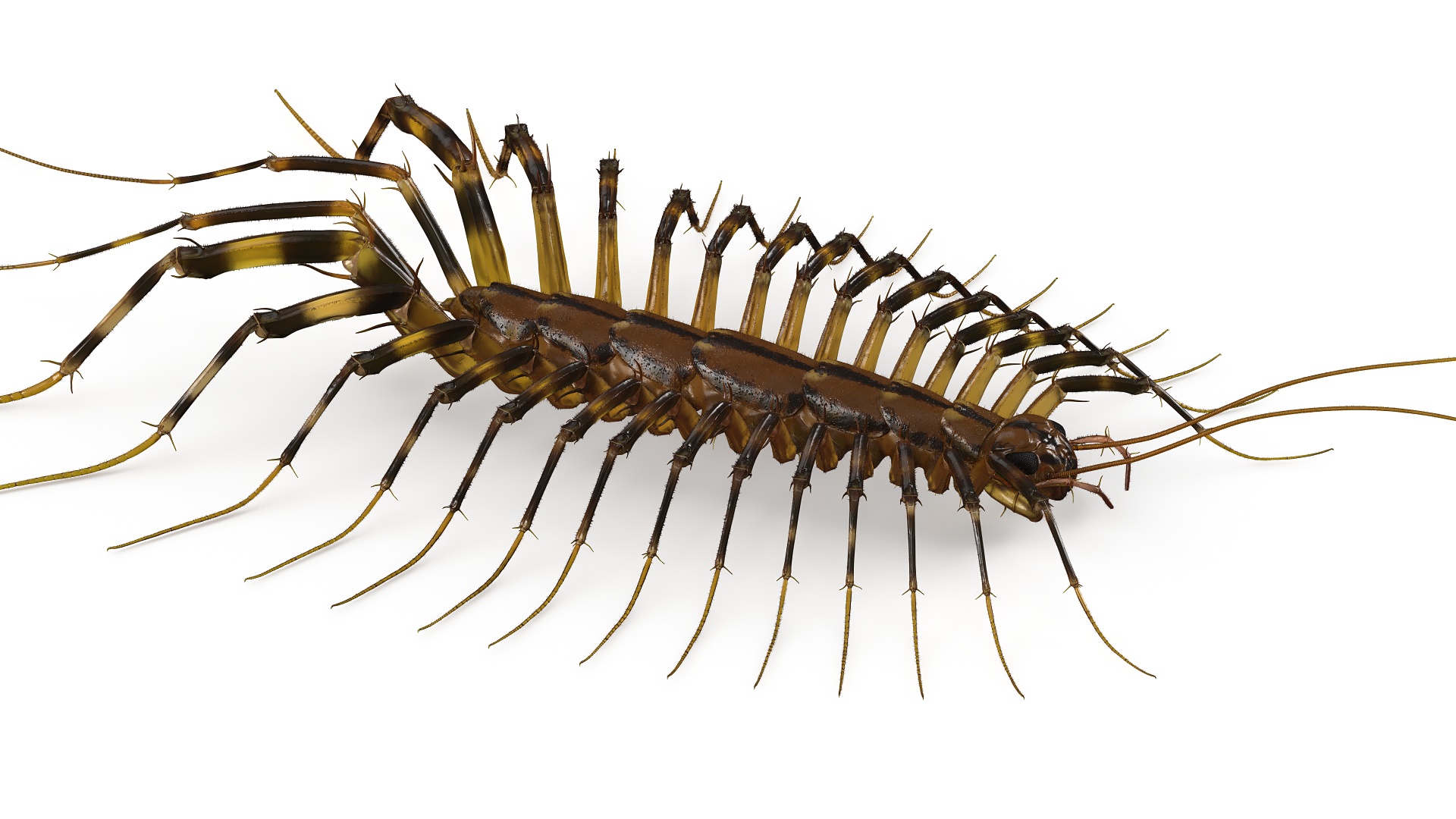 House Centipede Fur 3D model