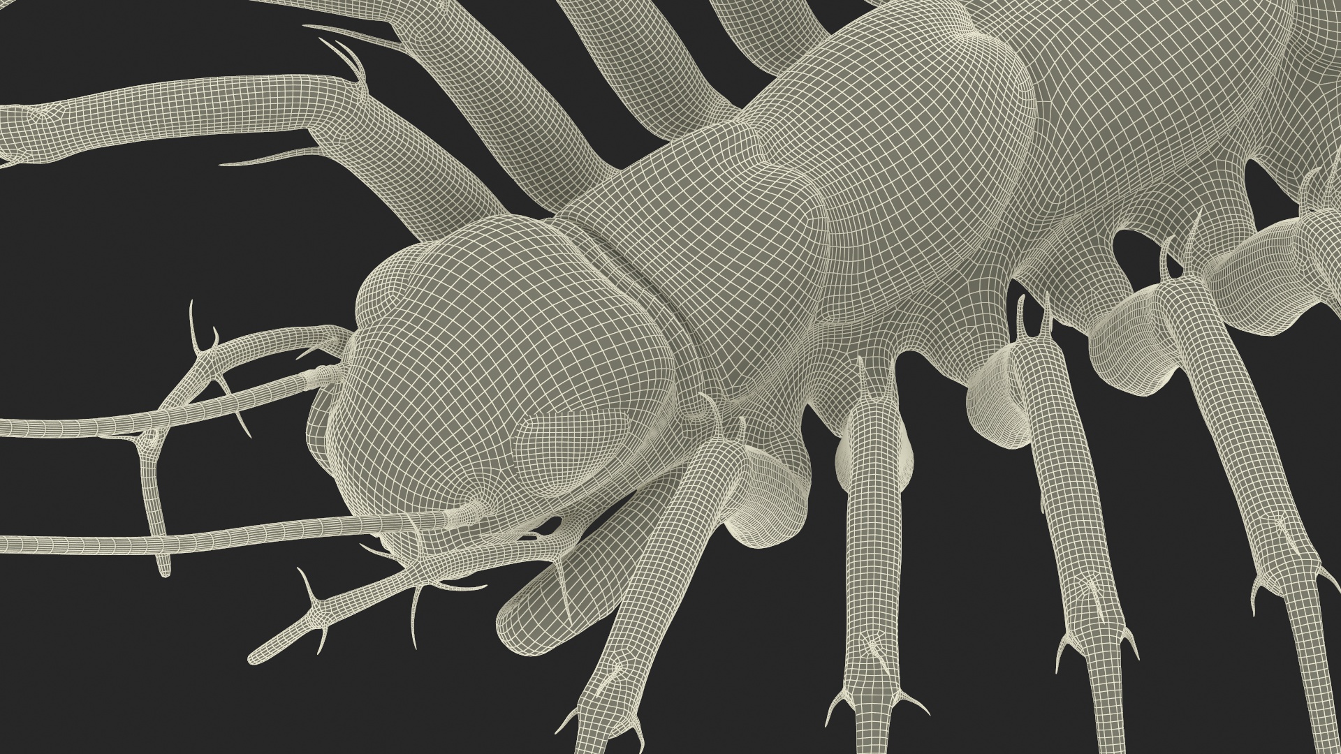 House Centipede Fur 3D model