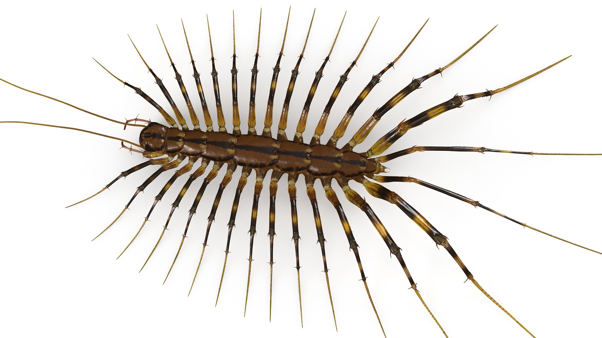 House Centipede Fur 3D model