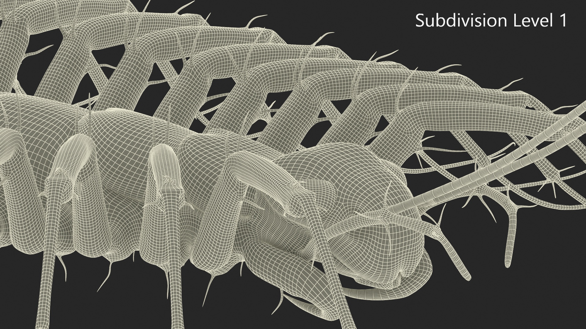 House Centipede Fur 3D model