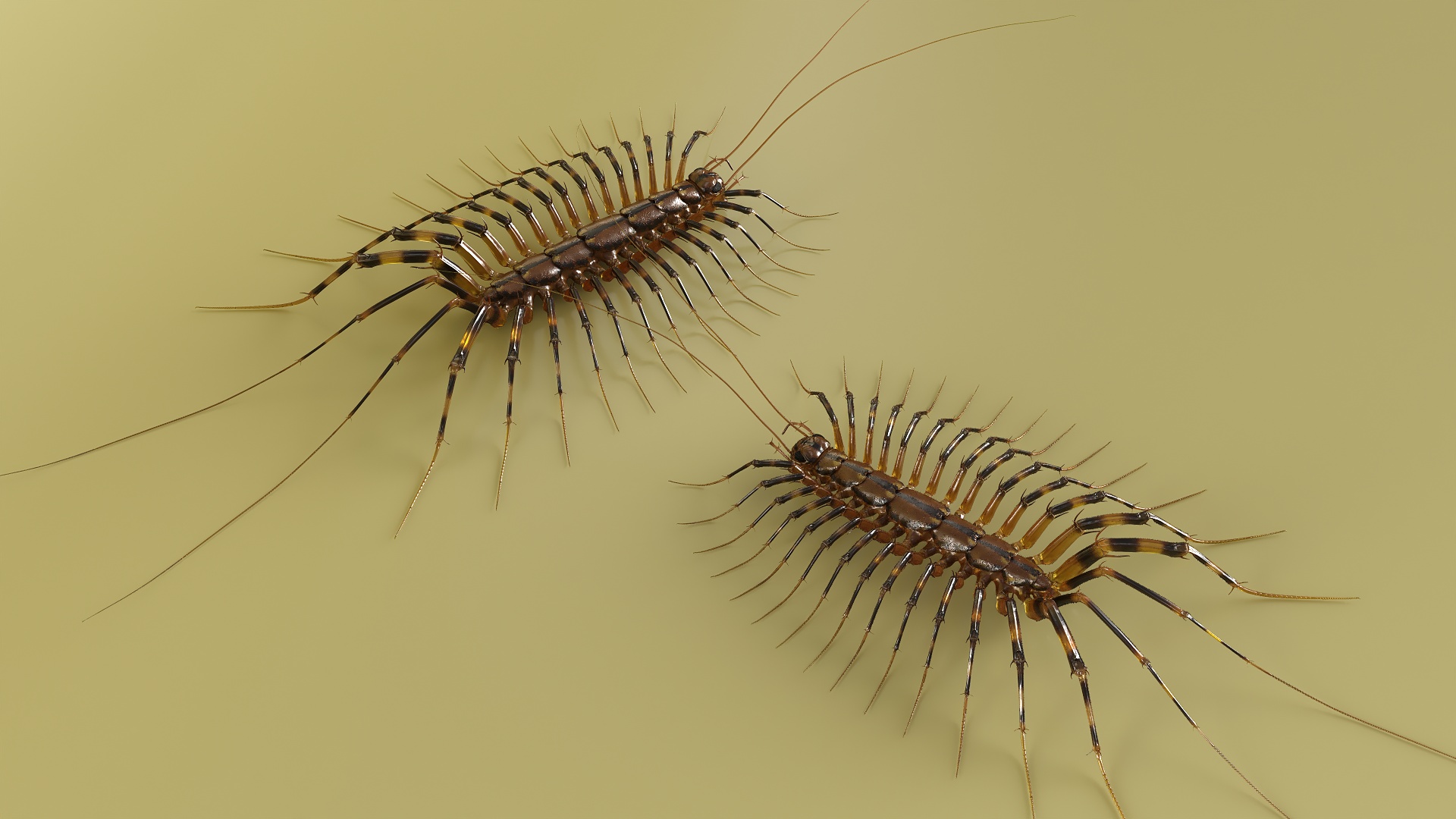 House Centipede Fur 3D model