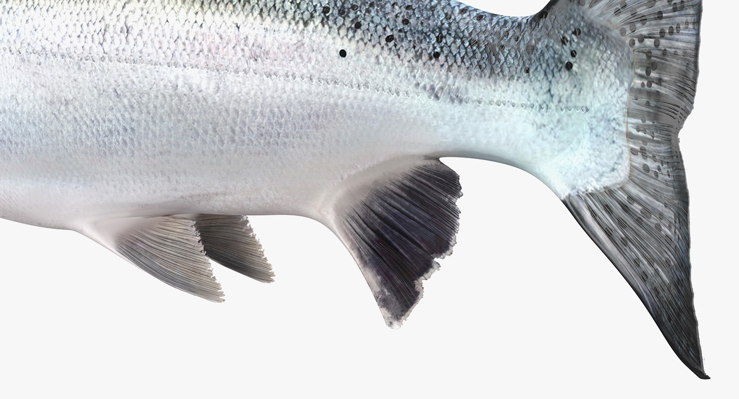 Animated Swims Atlantic Salmon Fish Rigged 3D