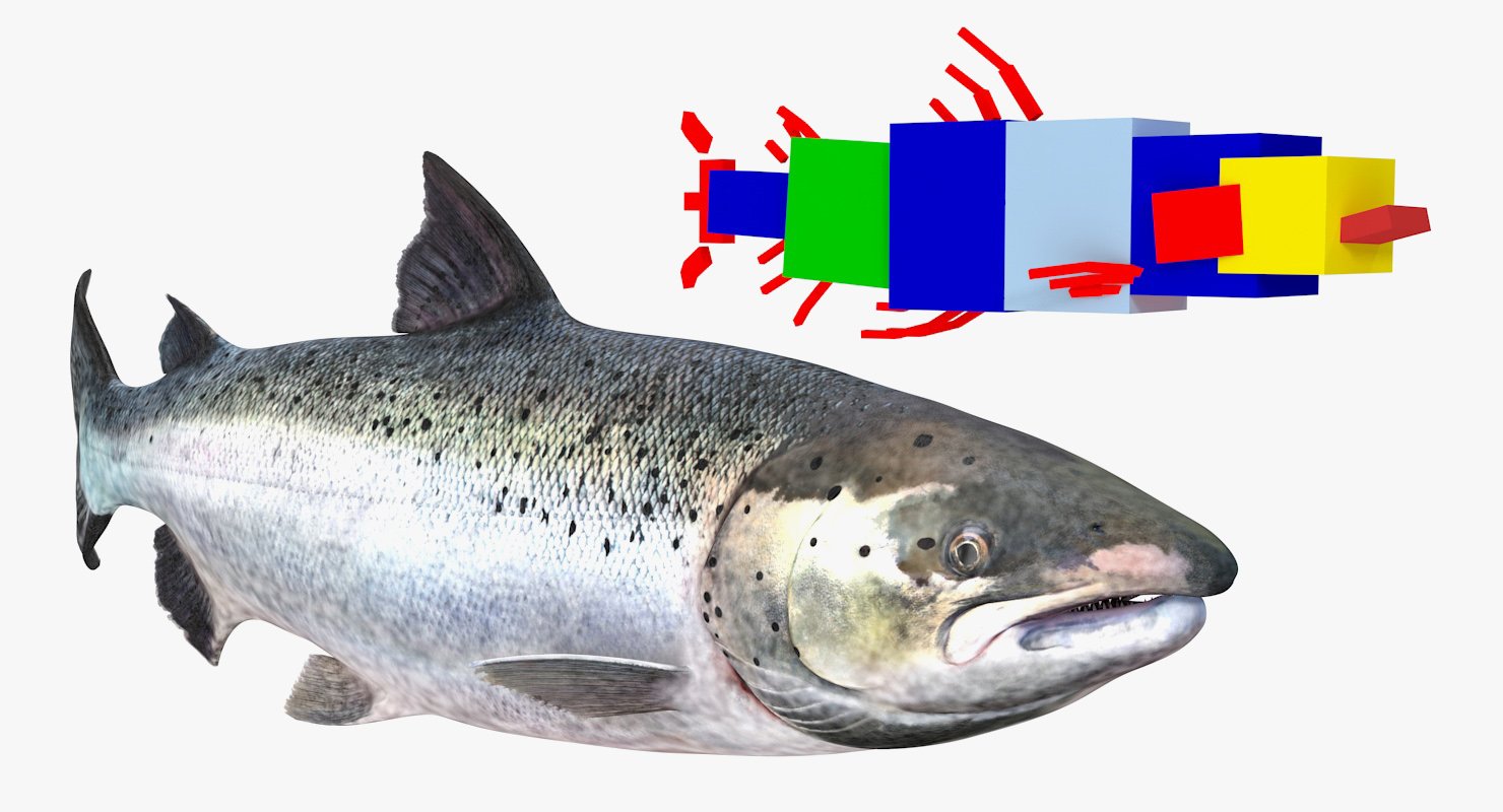 Animated Swims Atlantic Salmon Fish Rigged 3D