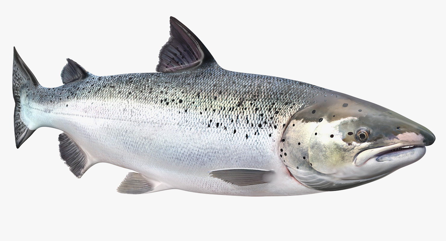 Animated Swims Atlantic Salmon Fish Rigged 3D