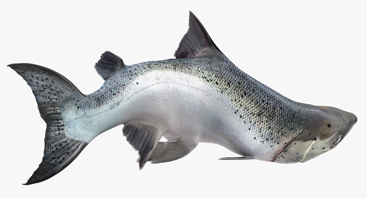 Animated Swims Atlantic Salmon Fish Rigged 3D