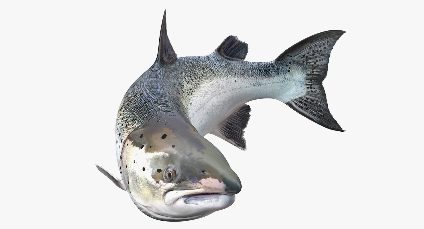 Animated Swims Atlantic Salmon Fish Rigged 3D