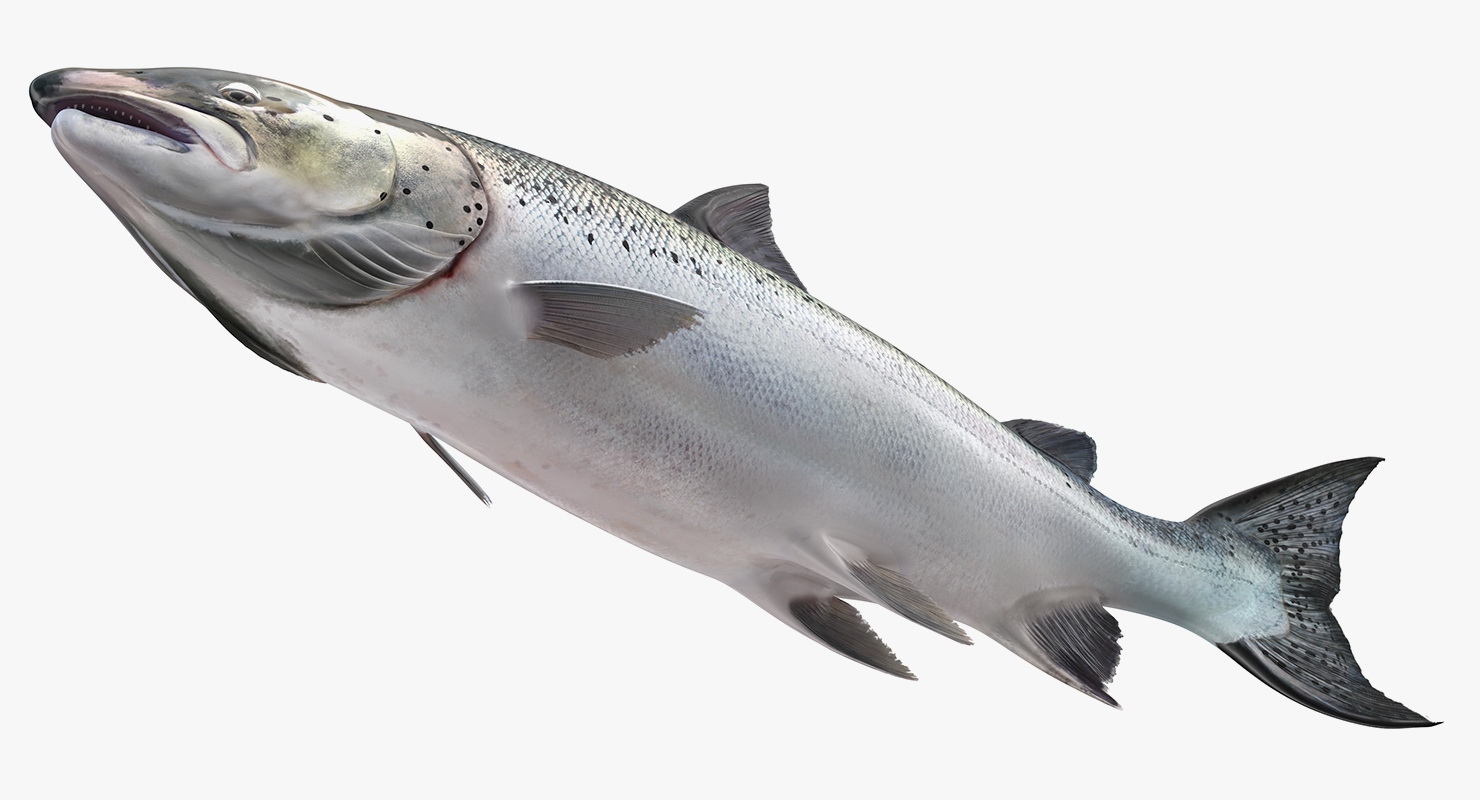 Animated Swims Atlantic Salmon Fish Rigged 3D