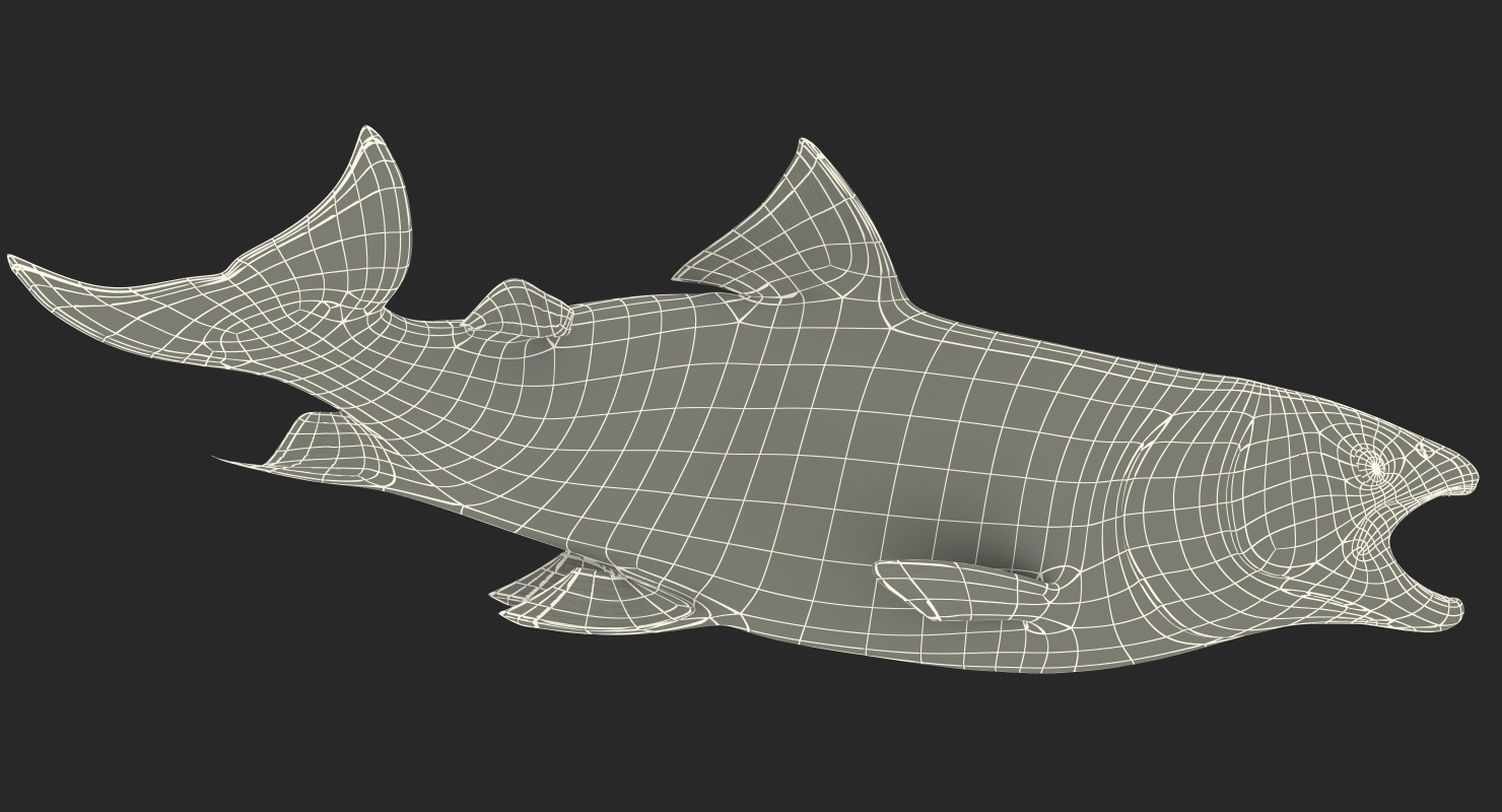 Animated Swims Atlantic Salmon Fish Rigged 3D