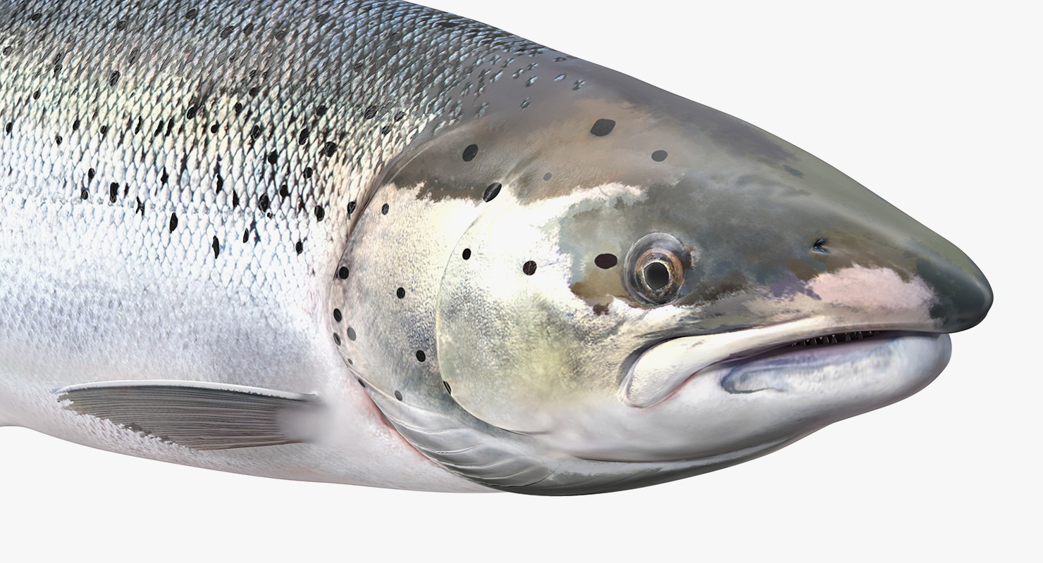 Animated Swims Atlantic Salmon Fish Rigged 3D