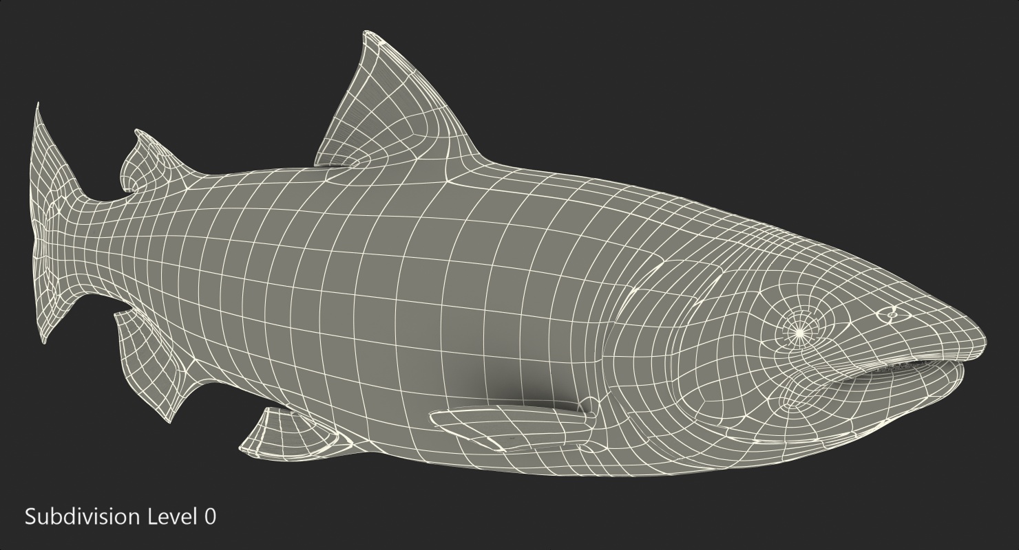 Animated Swims Atlantic Salmon Fish Rigged 3D