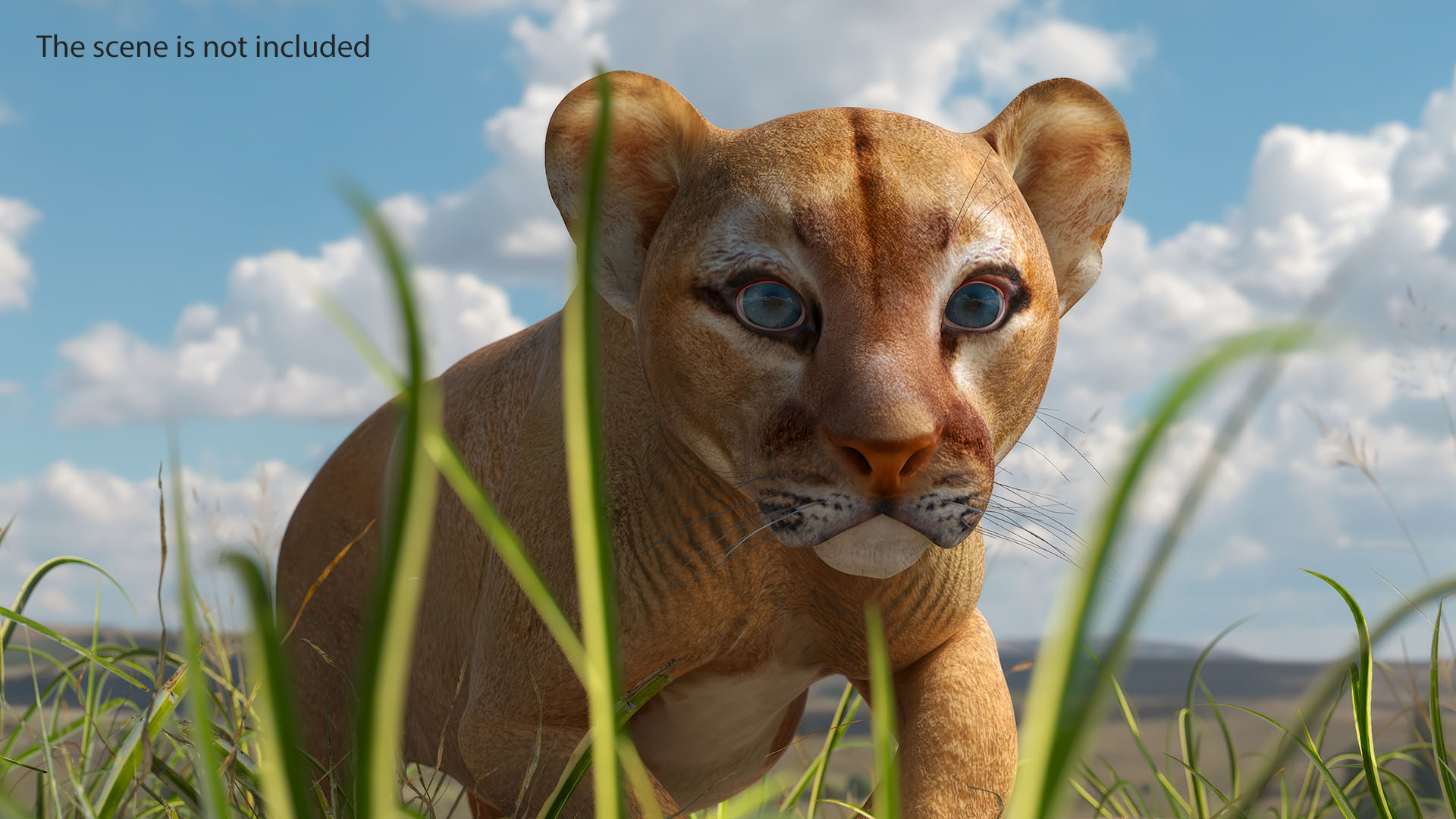 3D model Puma Cub Rigged