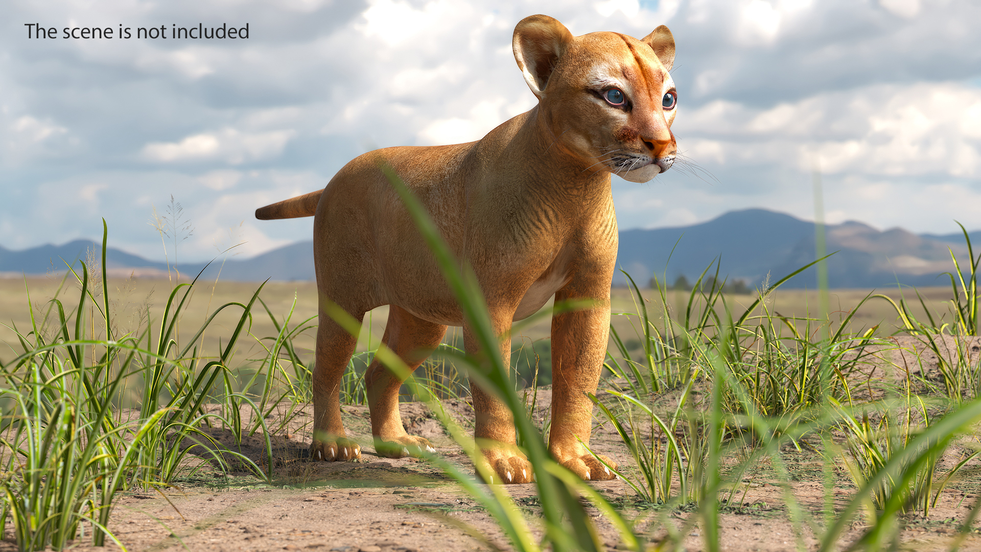 3D model Puma Cub Rigged