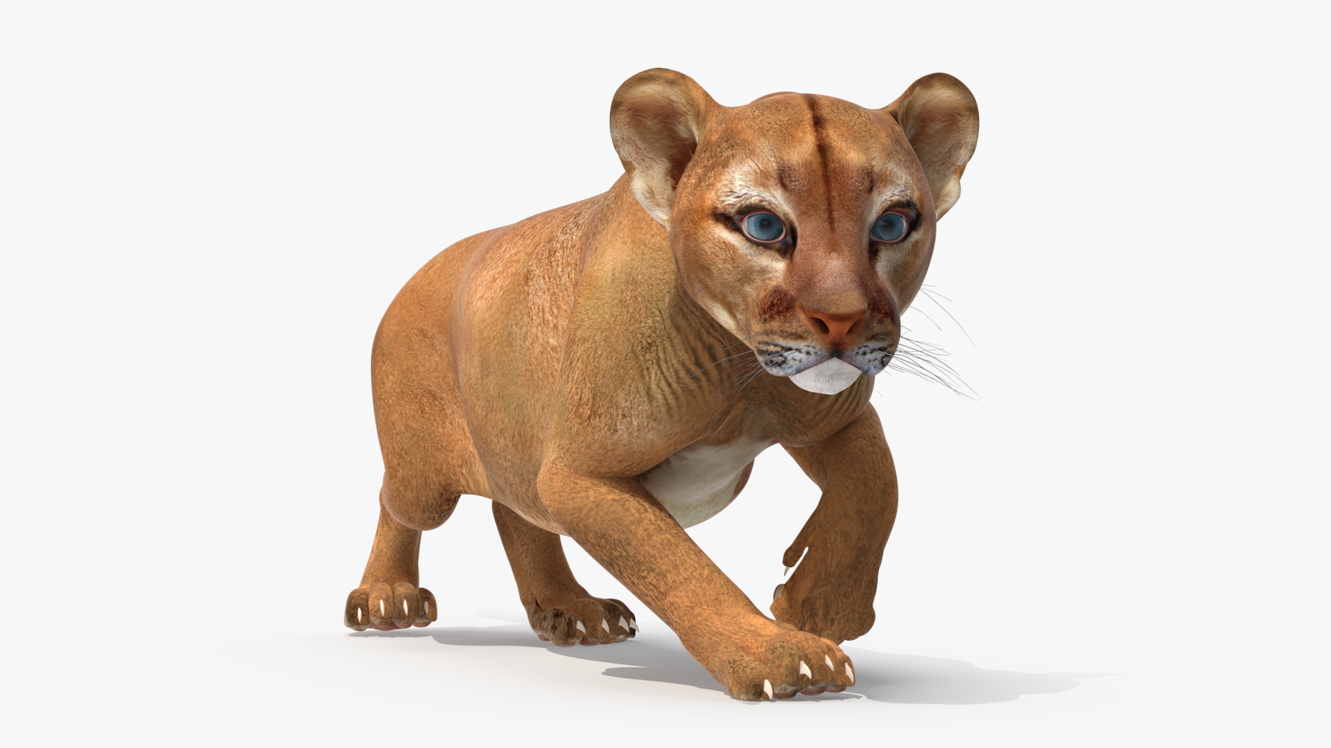 3D model Puma Cub Rigged