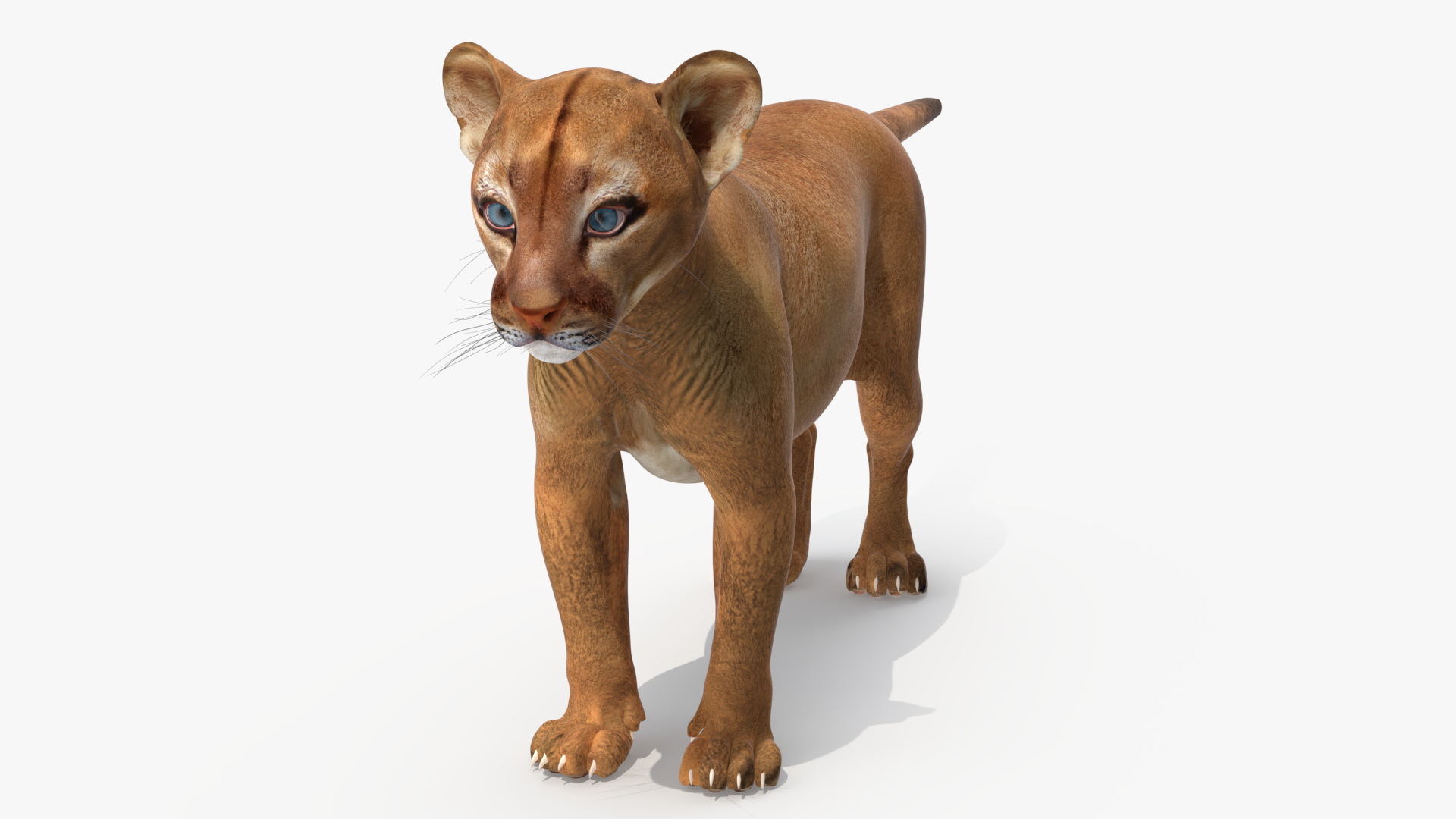 3D model Puma Cub Rigged