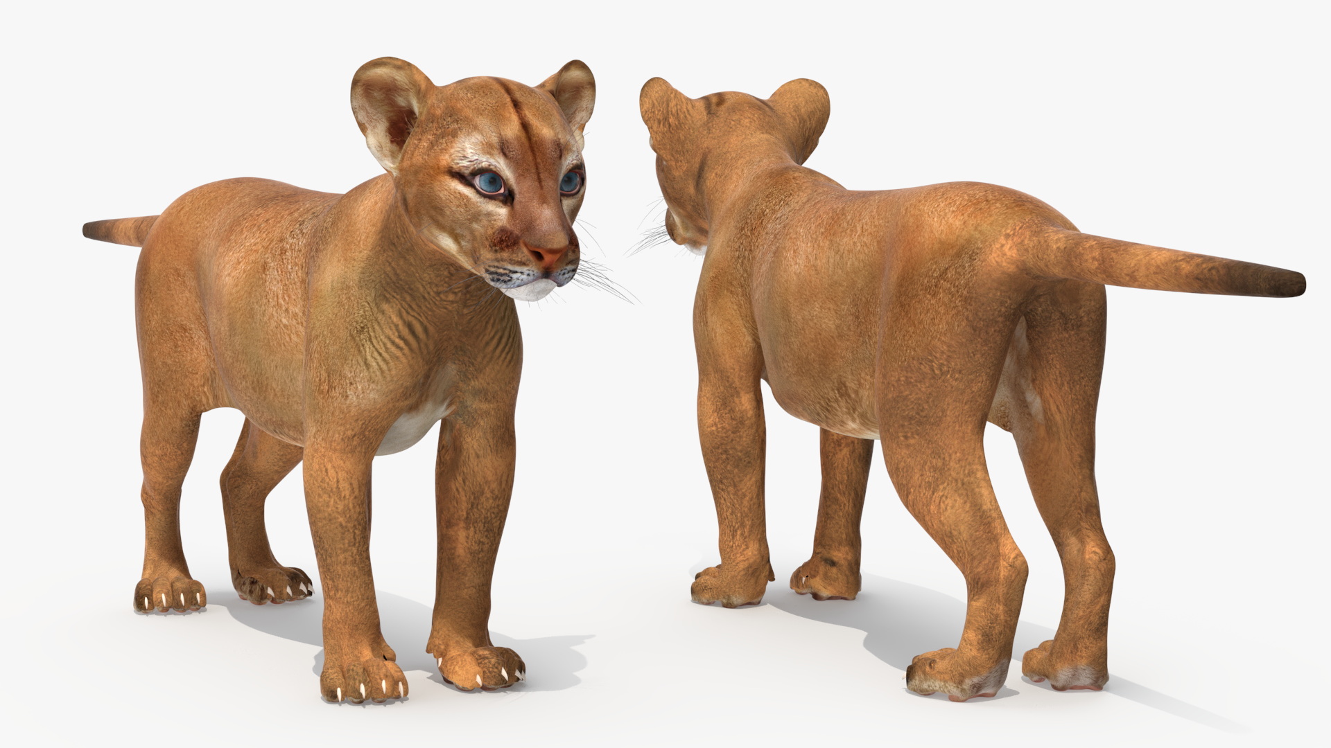 3D model Puma Cub Rigged