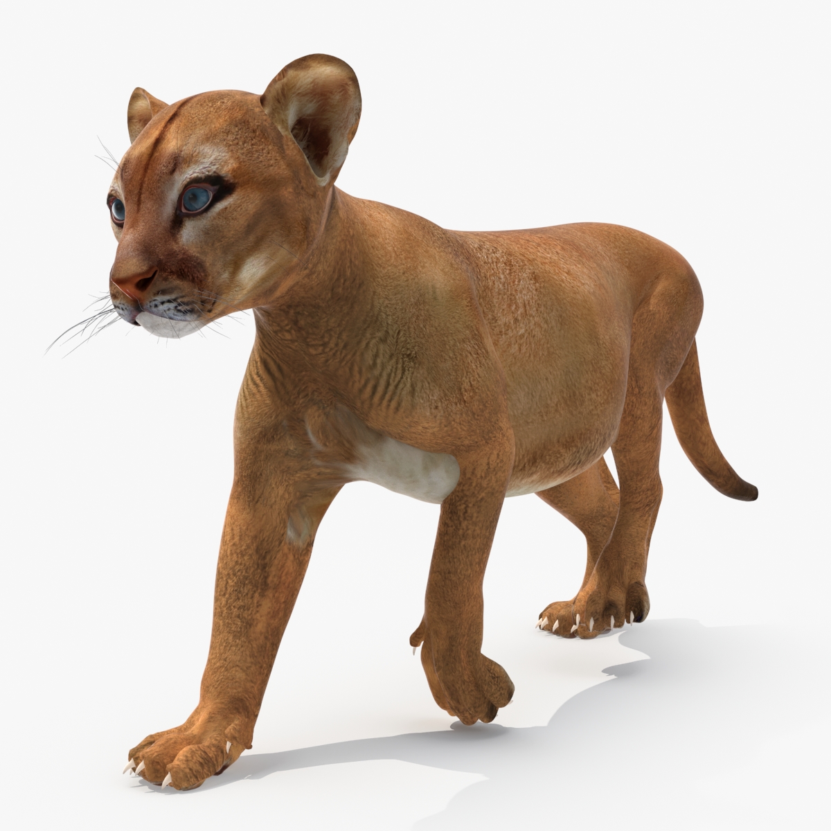 3D model Puma Cub Rigged