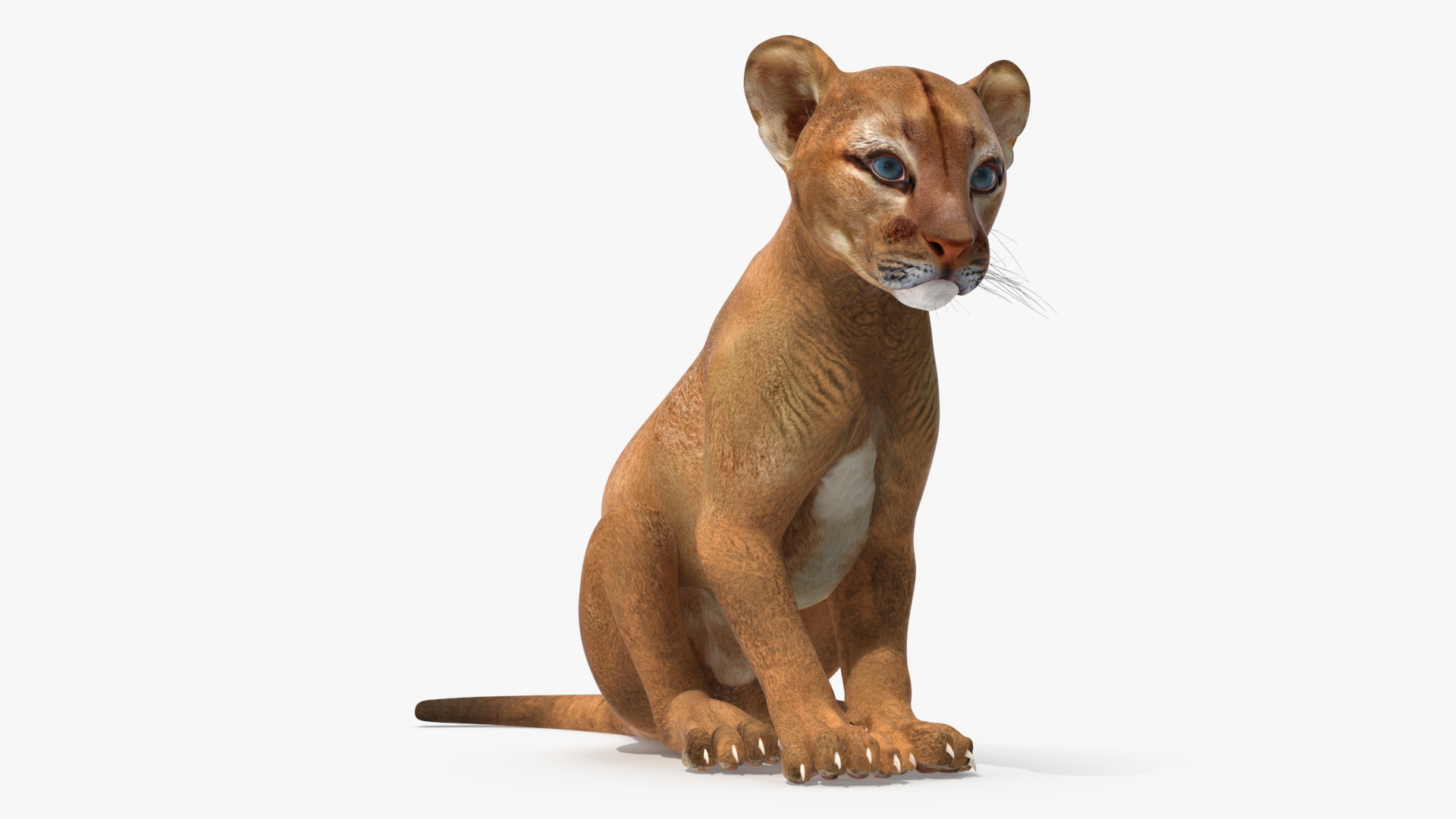 3D model Puma Cub Rigged