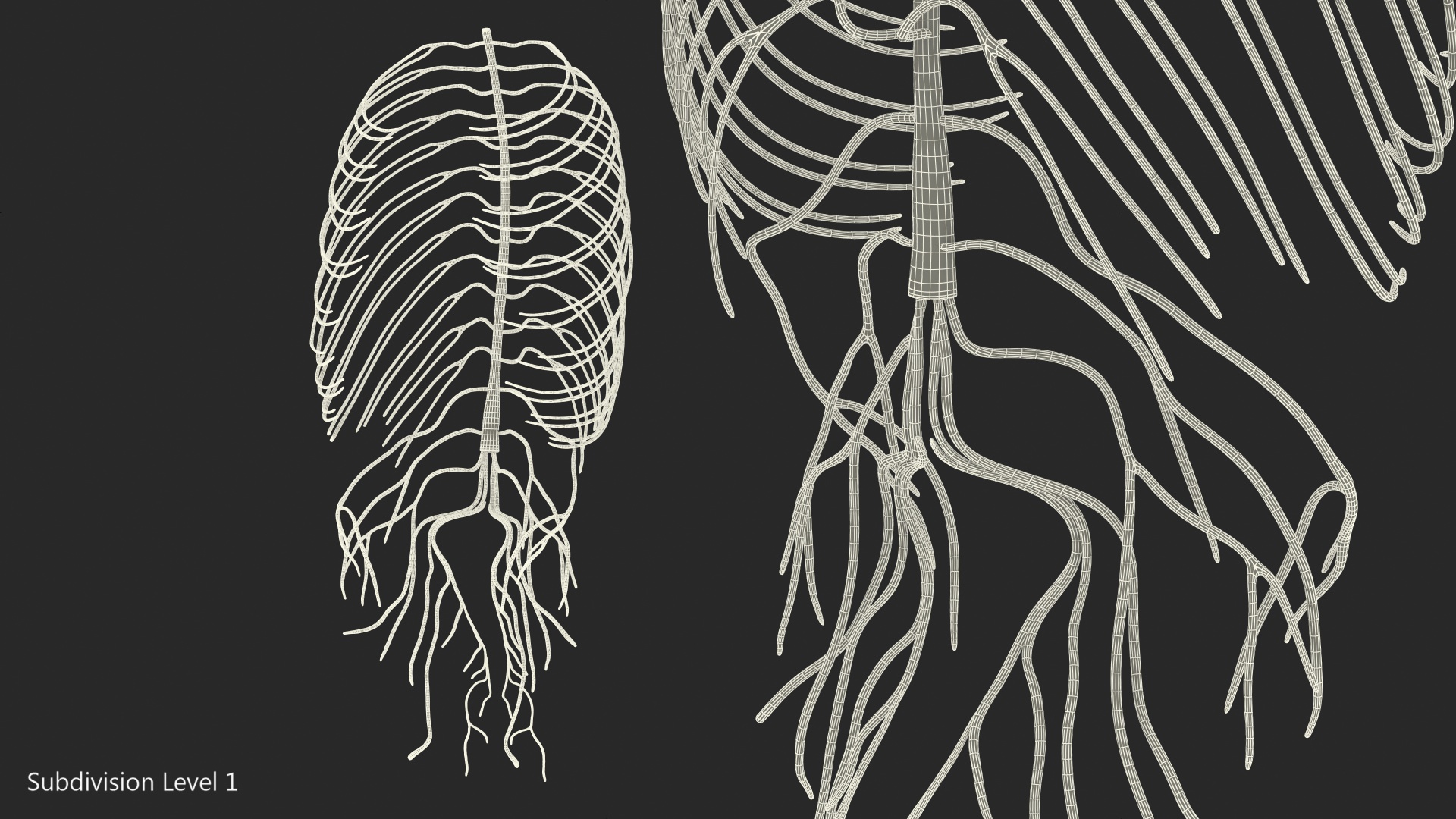 3D Human Torso Nervous System