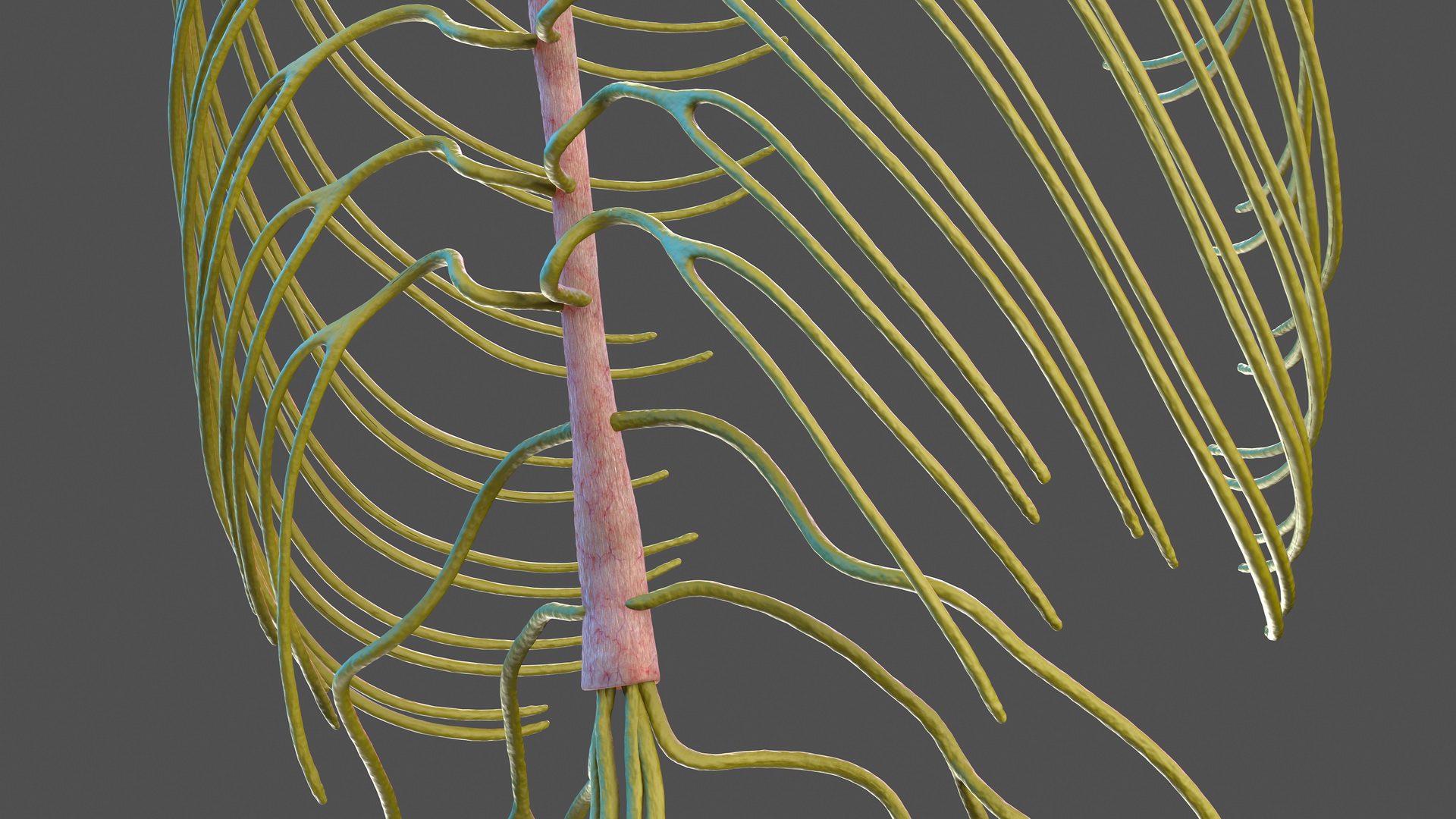 3D Human Torso Nervous System