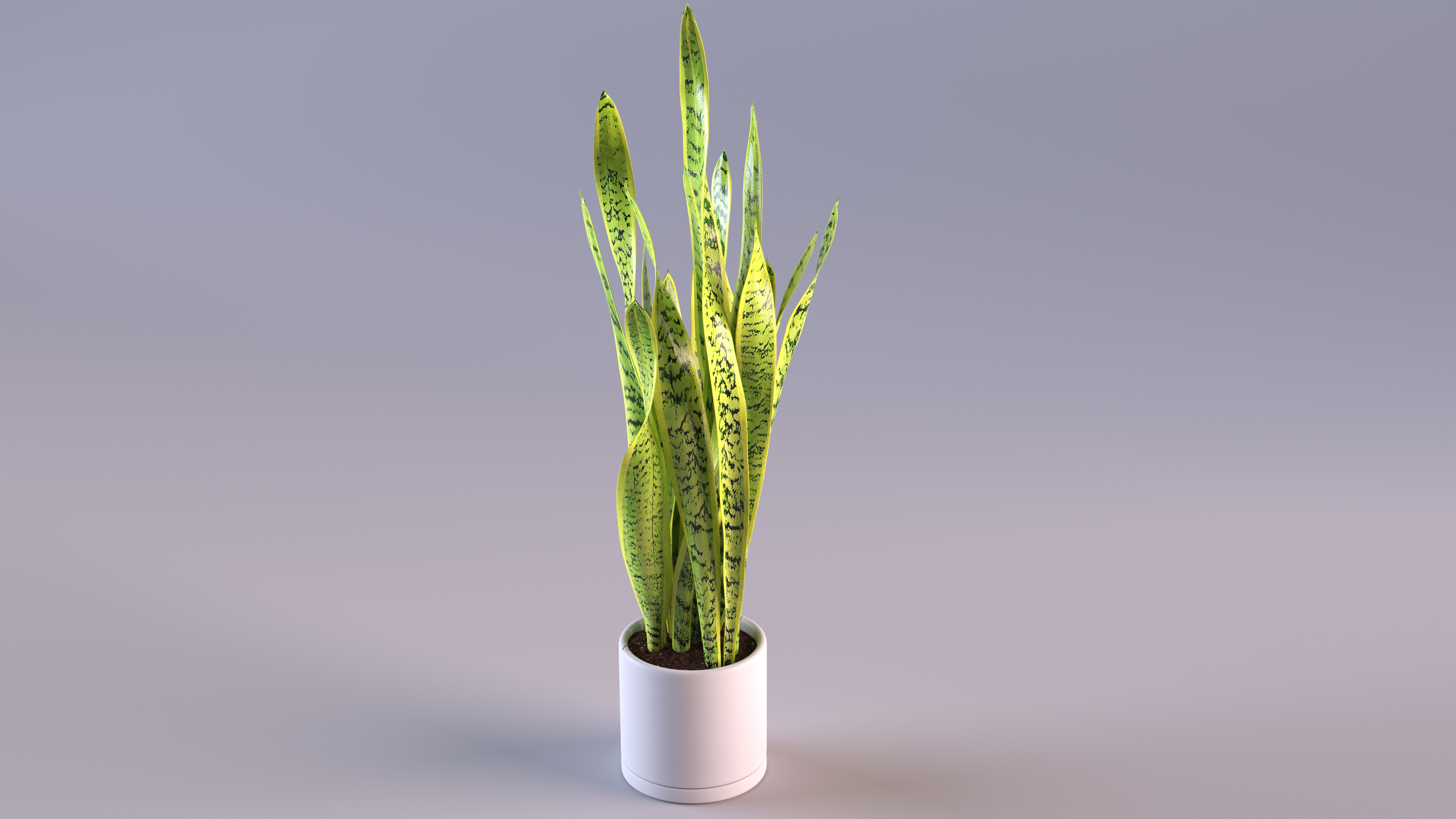 3D model Saint Georges Sword Plant