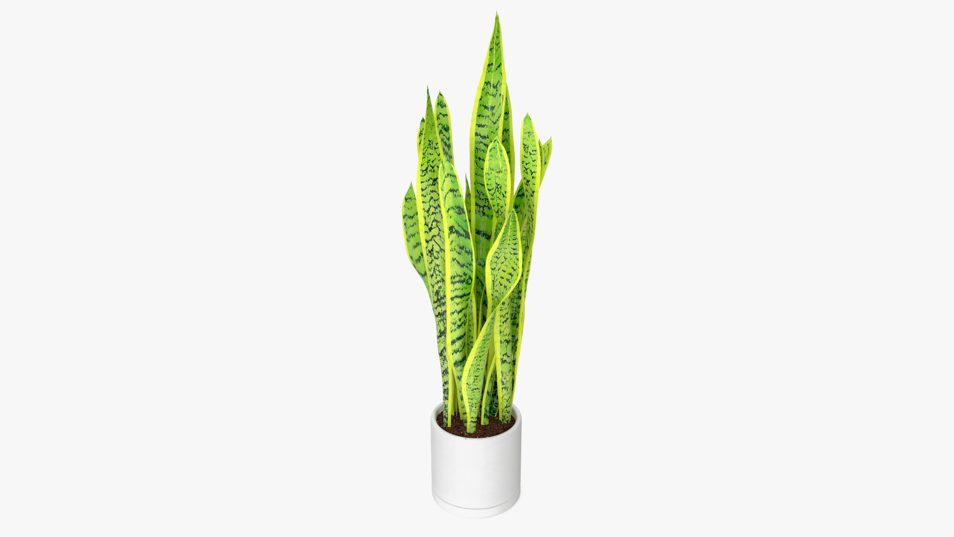 3D model Saint Georges Sword Plant