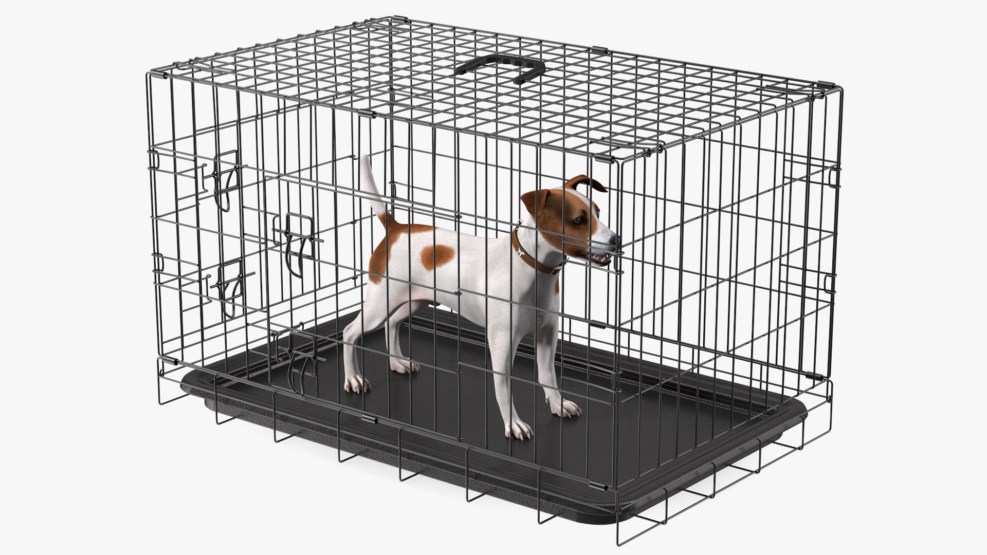 3D model Cage with Jack Russell Terrier