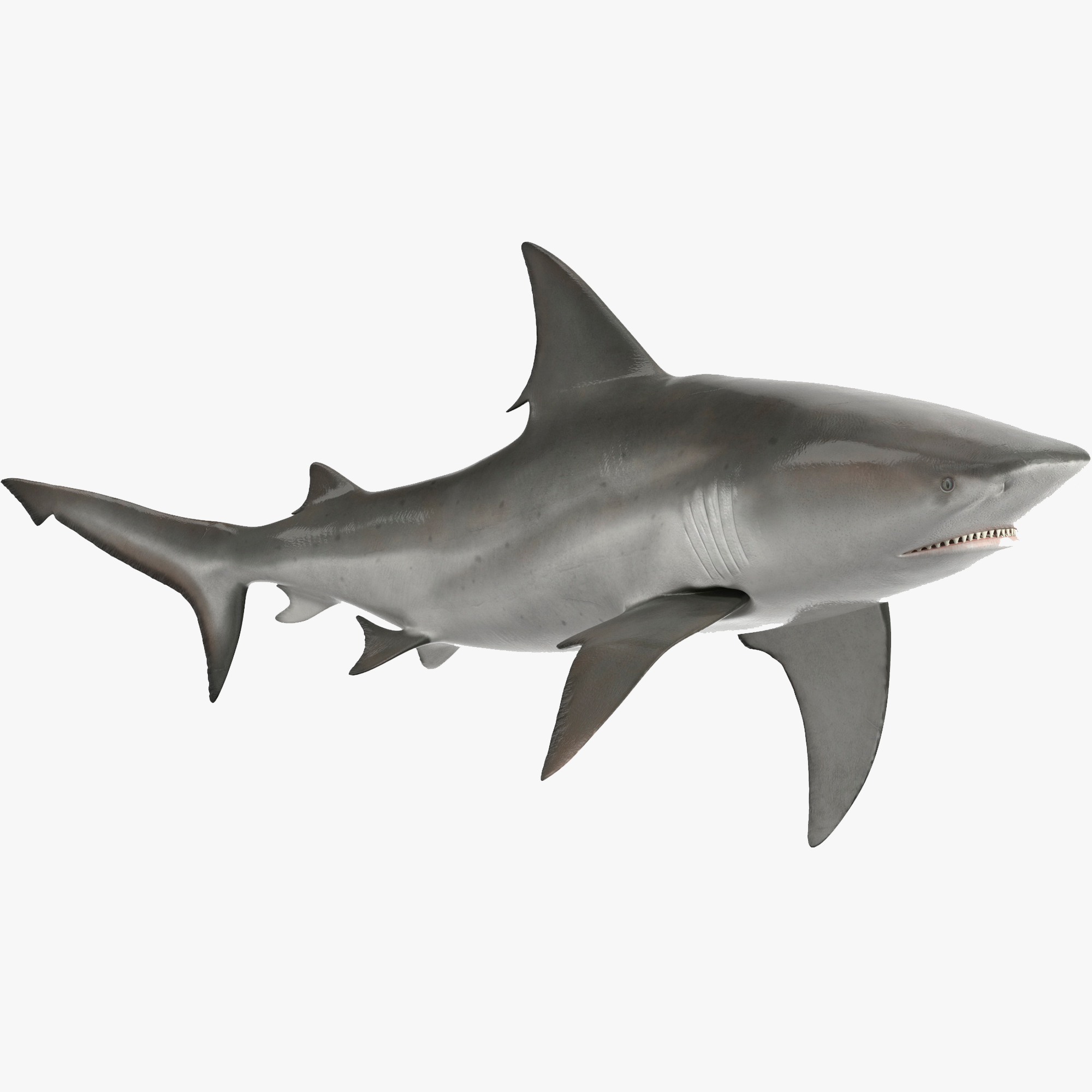 3D Realistic Bull Shark Rigged for Maya