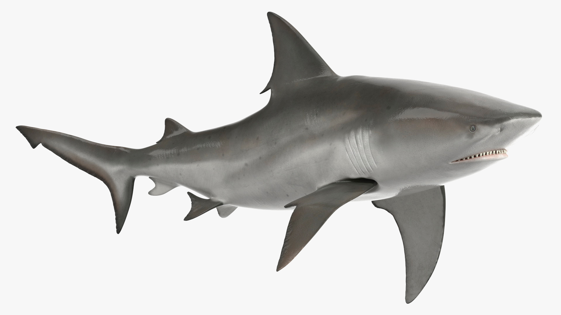 3D Realistic Bull Shark Rigged for Maya