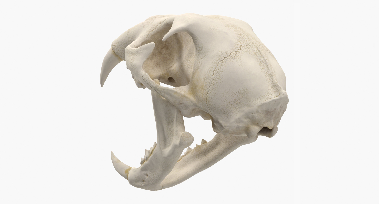 3D Bengal Tiger Skull model