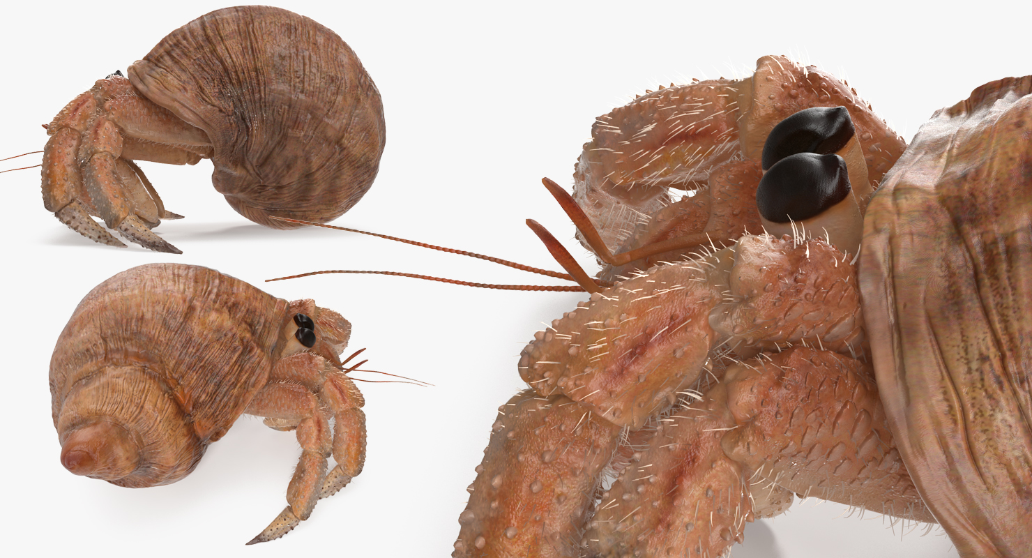 3D Hermit Crab Walking Pose with Fur model