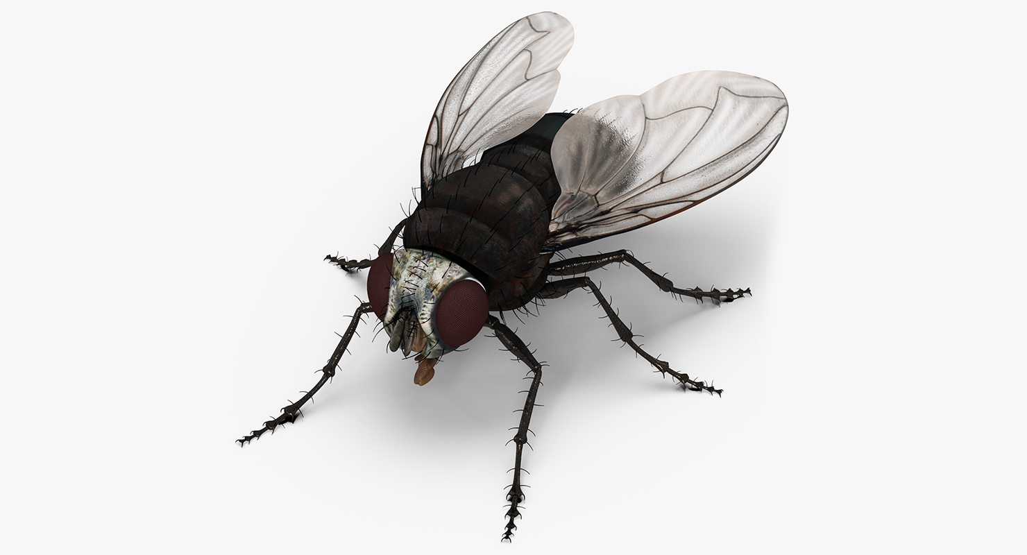 Fly 3D model