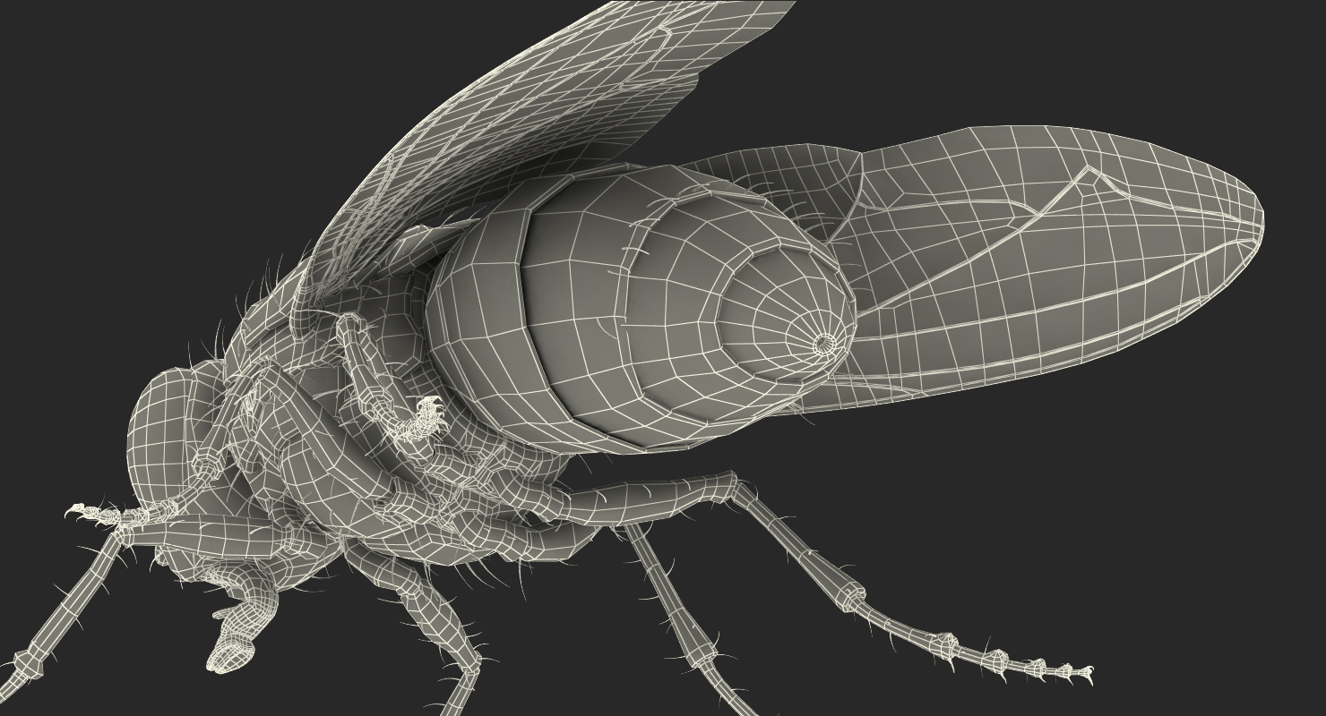 Fly 3D model