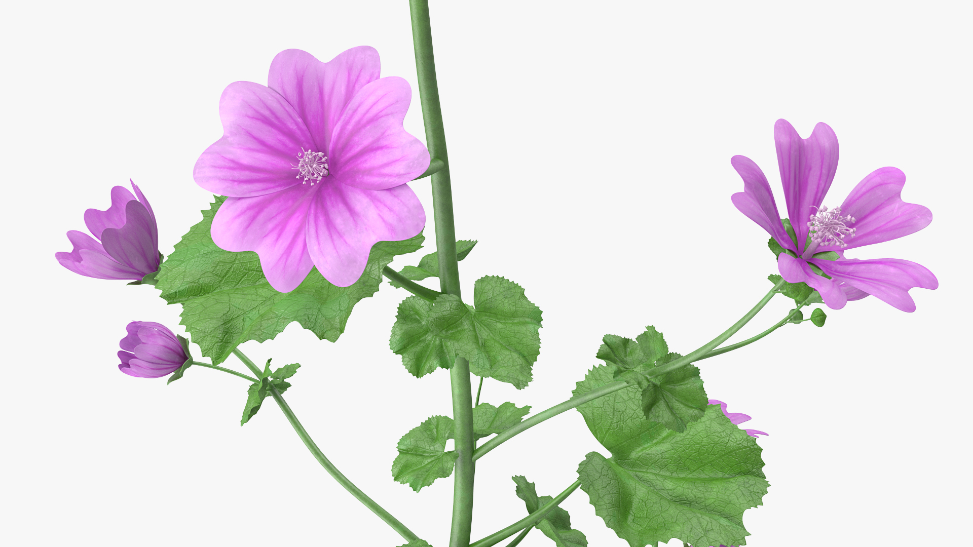 Mallow Plant 3D