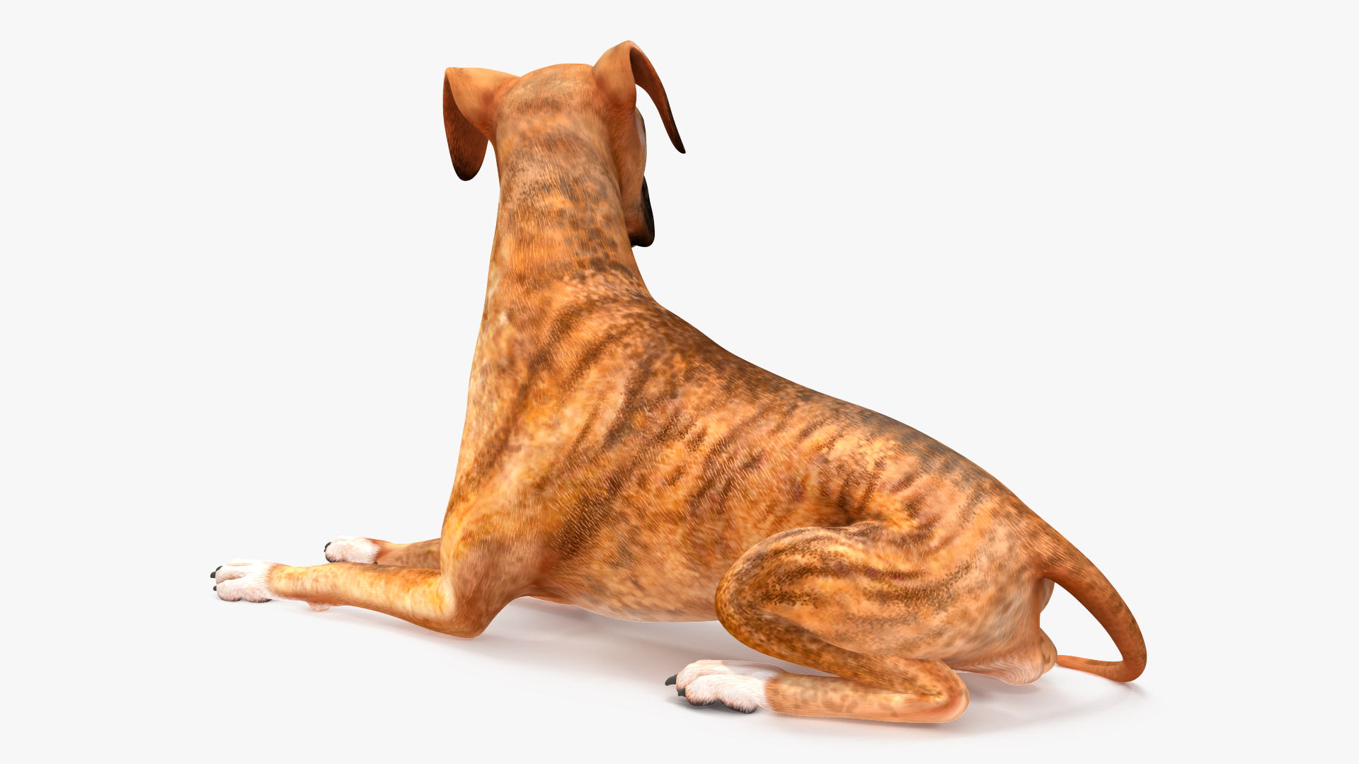 3D model Boxer Dog Tiger Colored Rigged