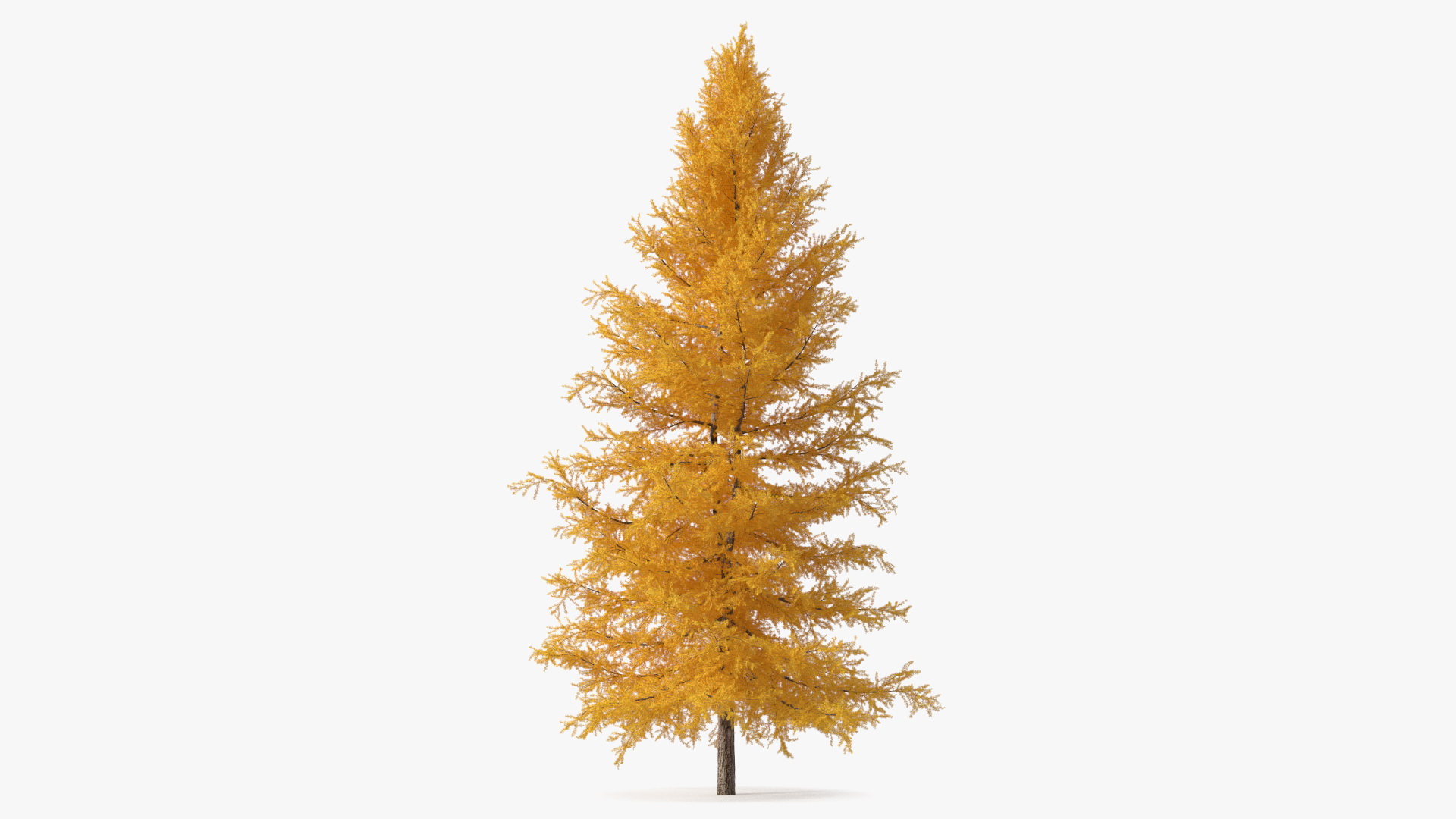 3D Japanese Larch Tree Yellow