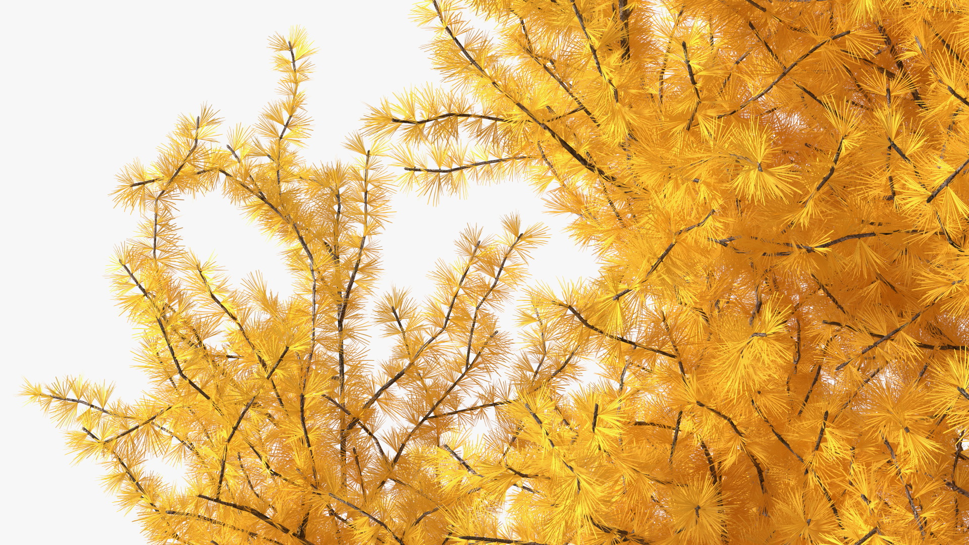 3D Japanese Larch Tree Yellow