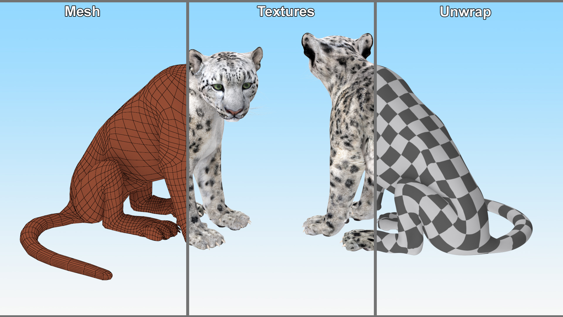 3D Snow Leopard in Sitting Pose model