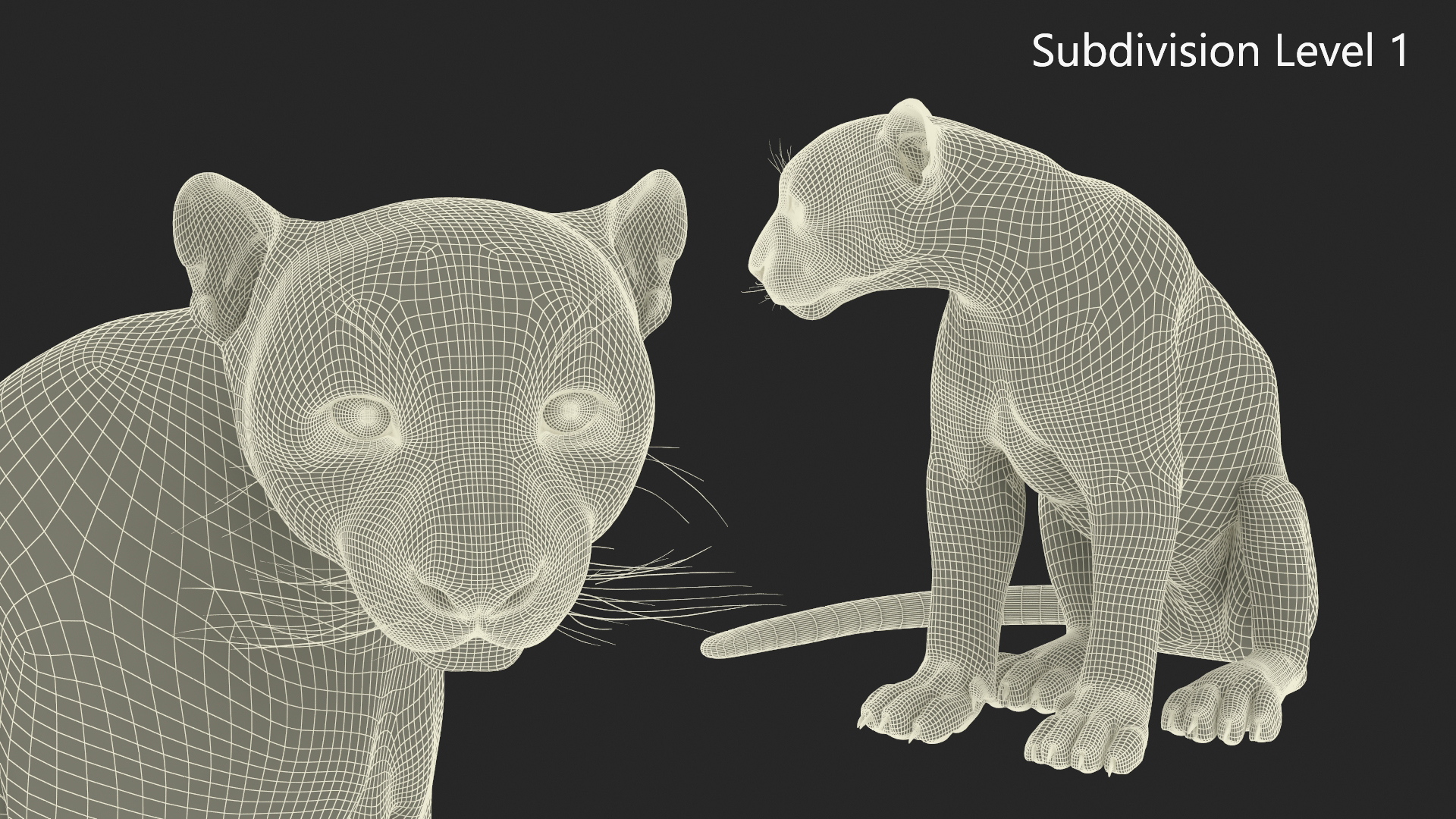 3D Snow Leopard in Sitting Pose model