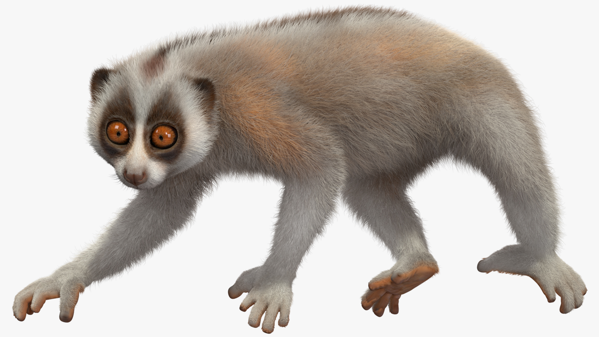 3D model Philippine Slow Loris Fur