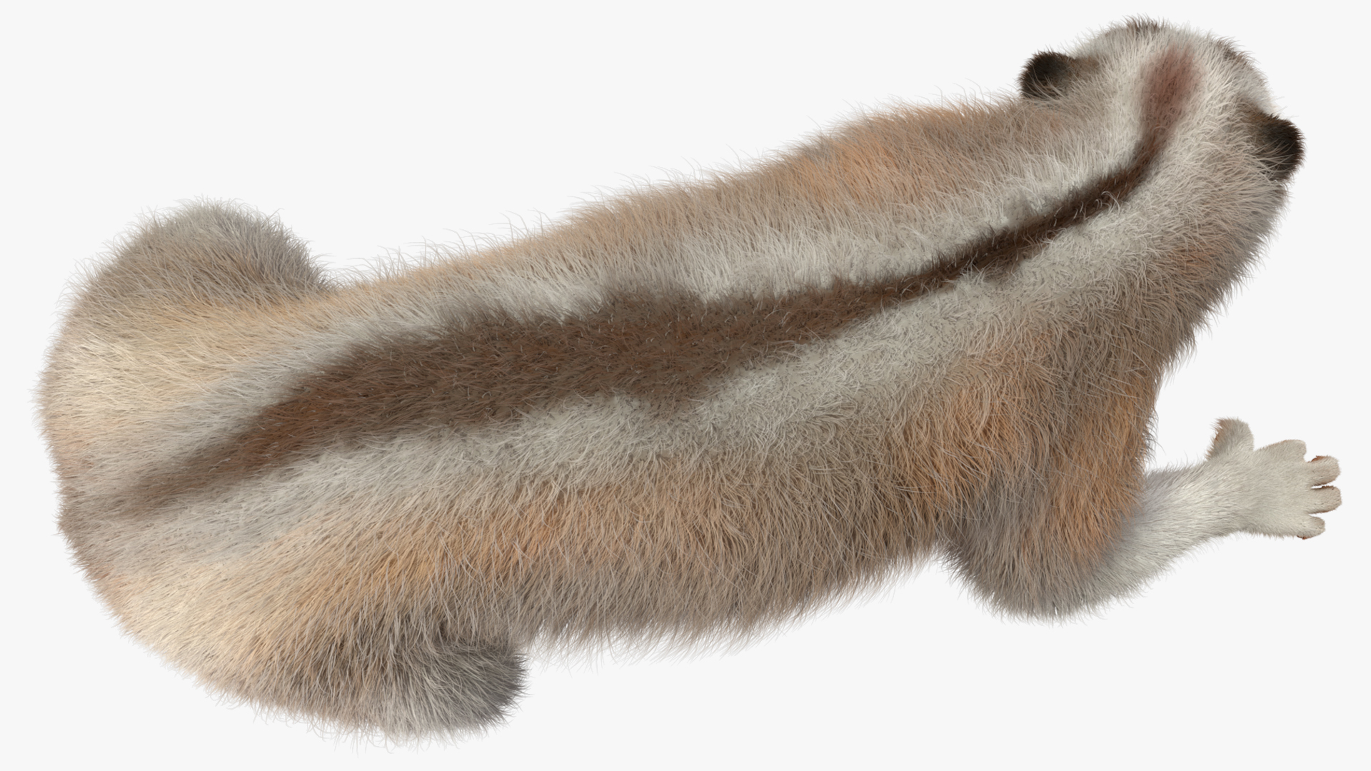 3D model Philippine Slow Loris Fur