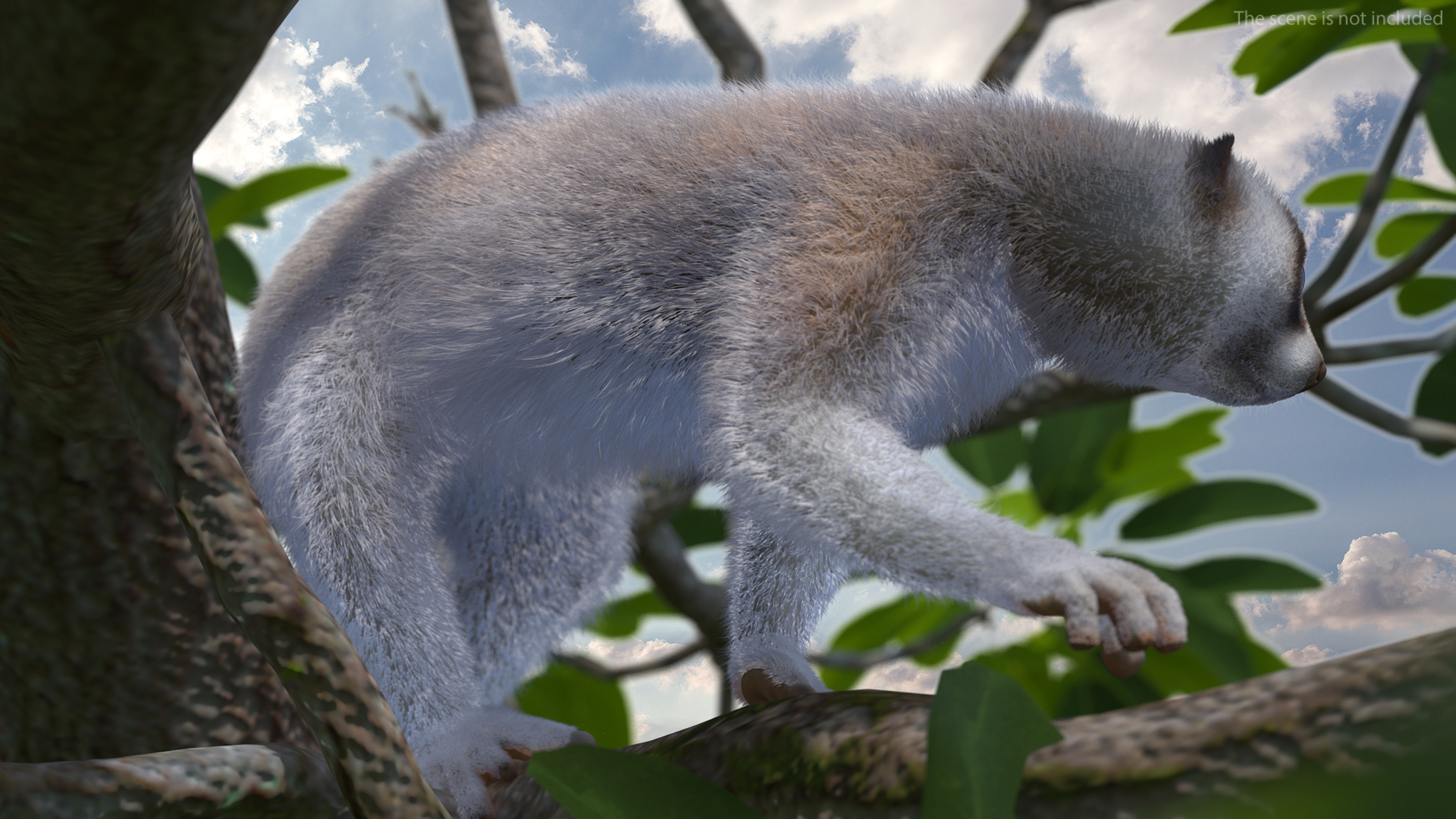 3D model Philippine Slow Loris Fur