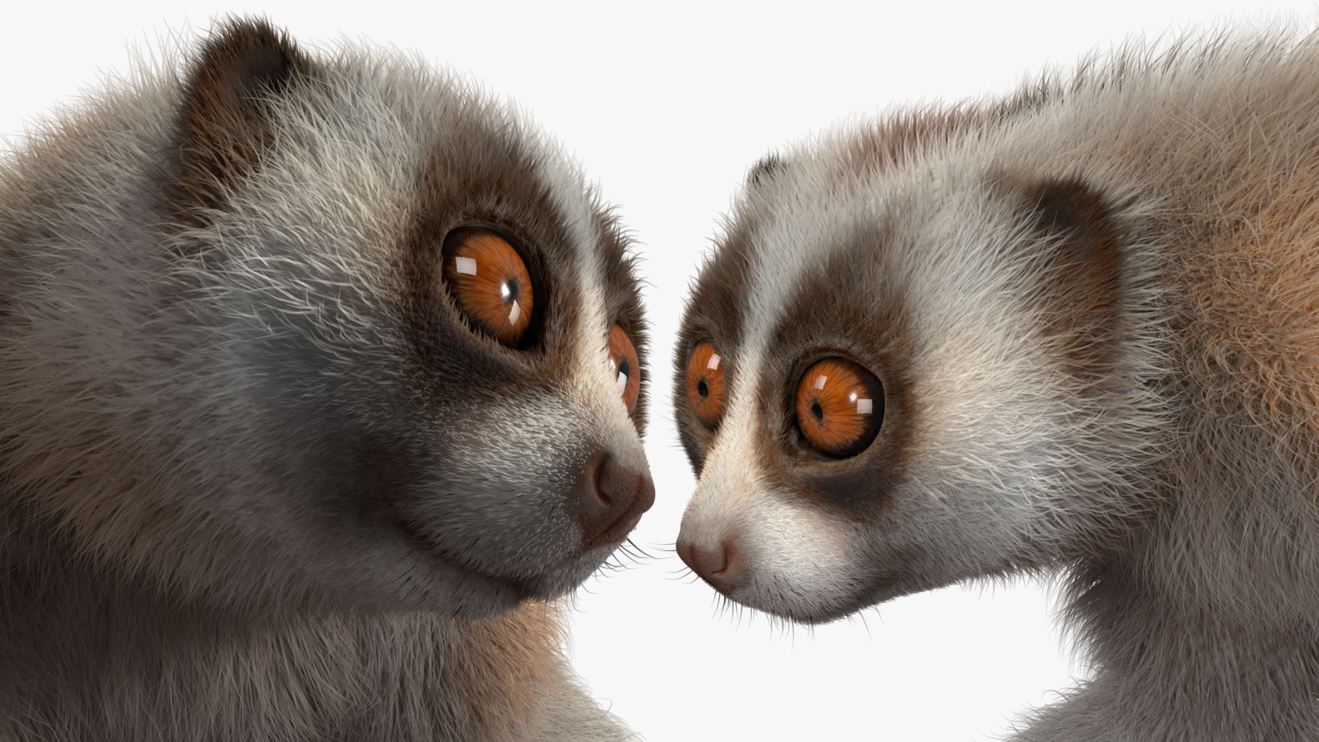 3D model Philippine Slow Loris Fur