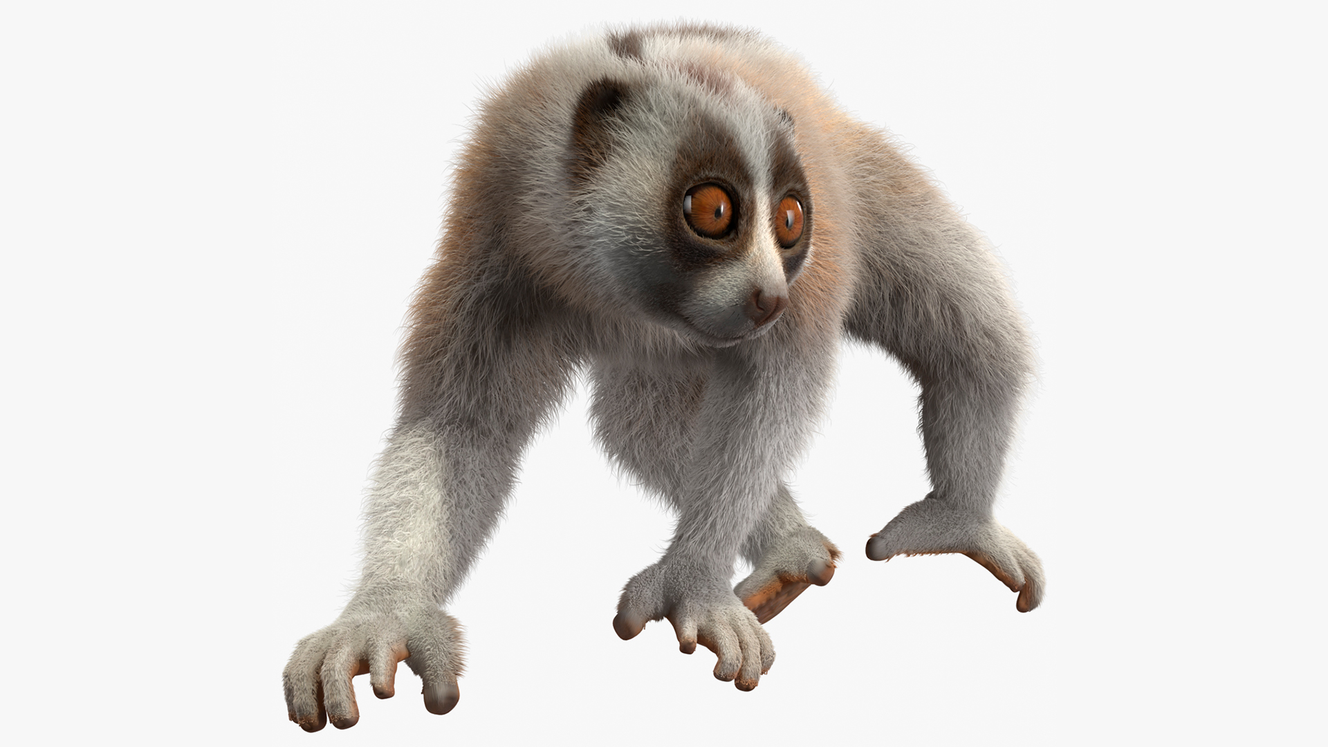 3D model Philippine Slow Loris Fur