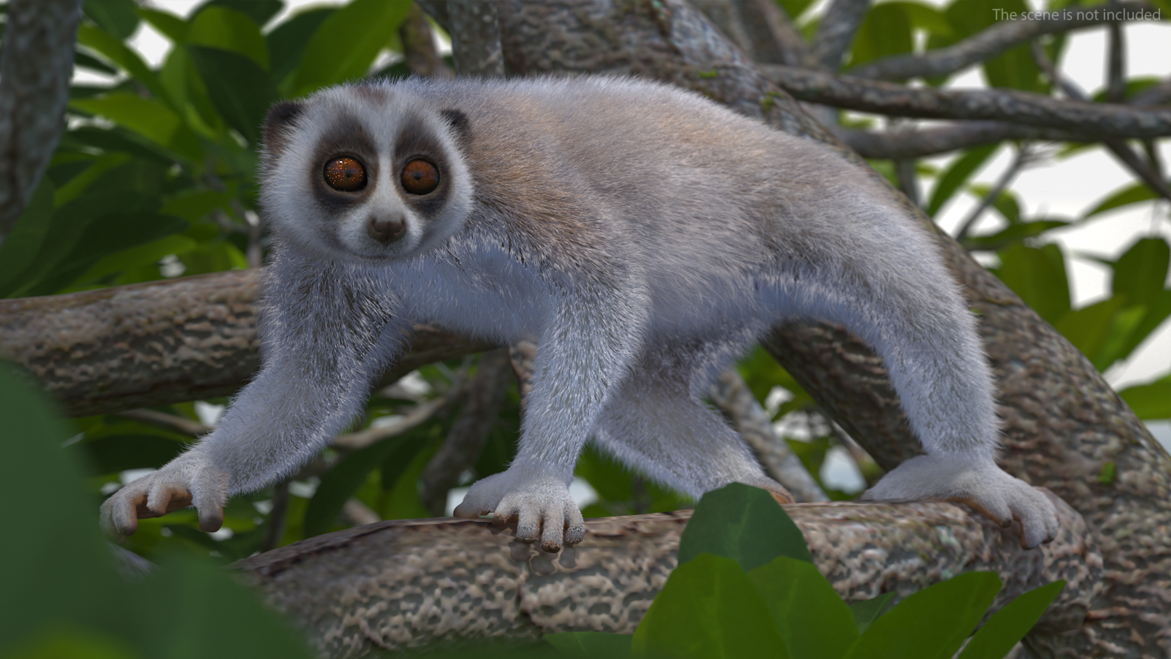 3D model Philippine Slow Loris Fur