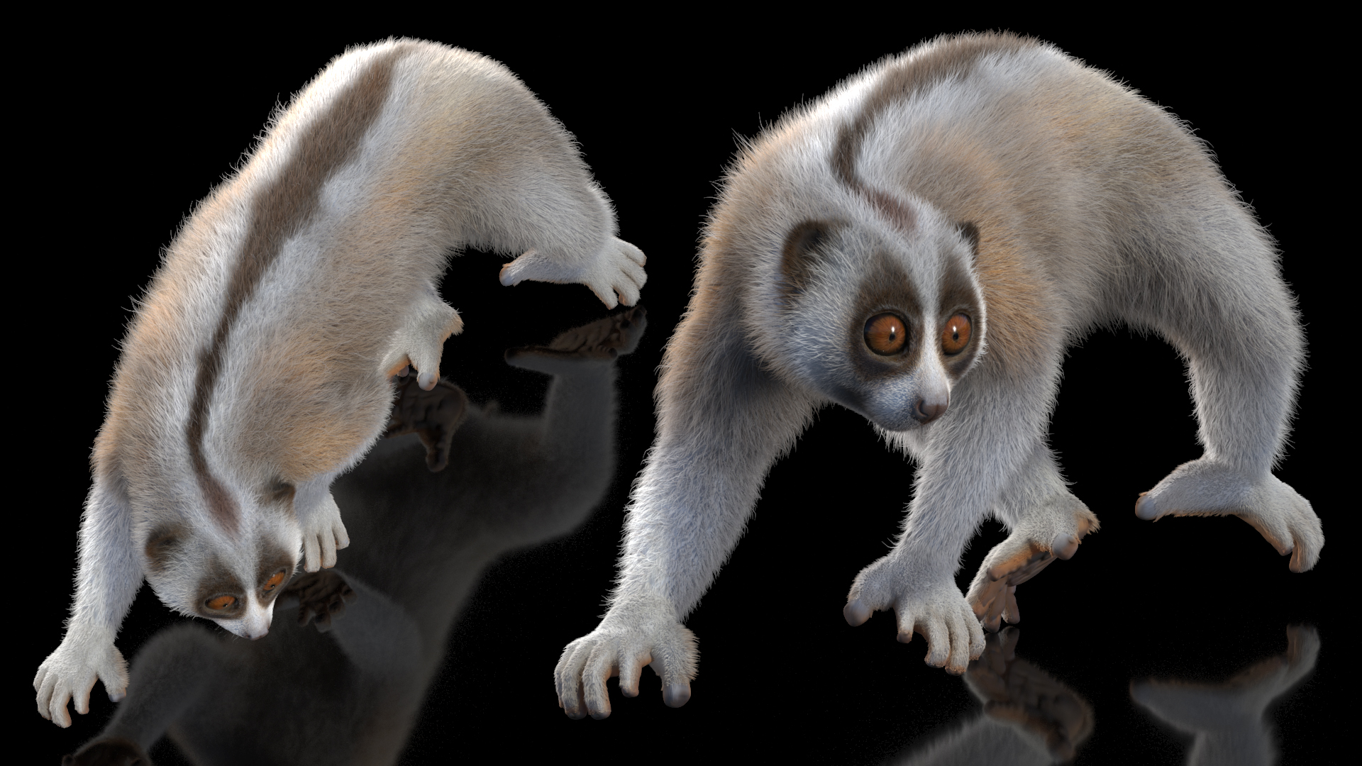 3D model Philippine Slow Loris Fur